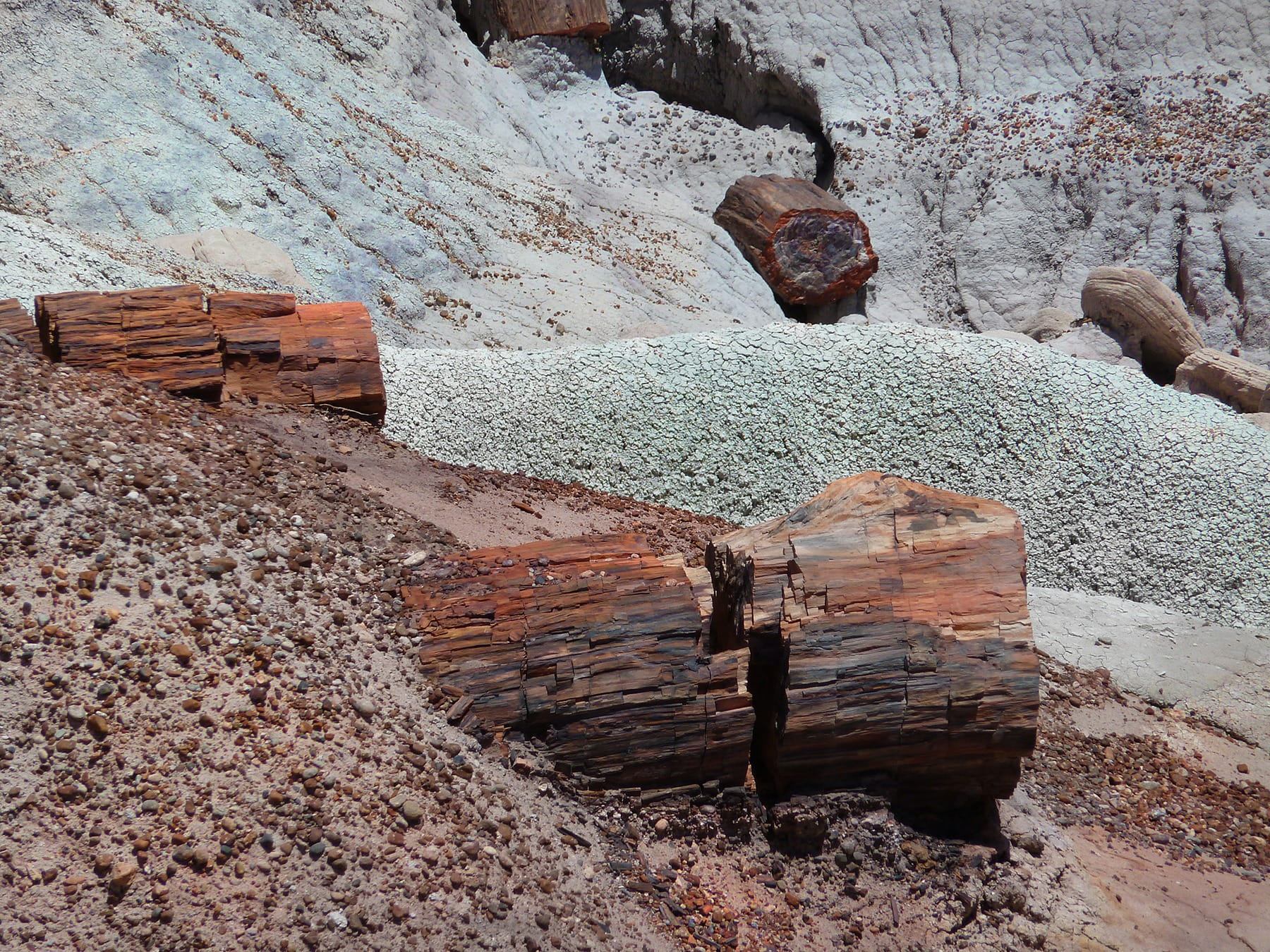 erosion, national, landscape, fossil wood, outdoors, opal wood, wood, forest, textured, wall, wood - material, Park, dry, damaged, rock - Object, land, HD Wallpaper