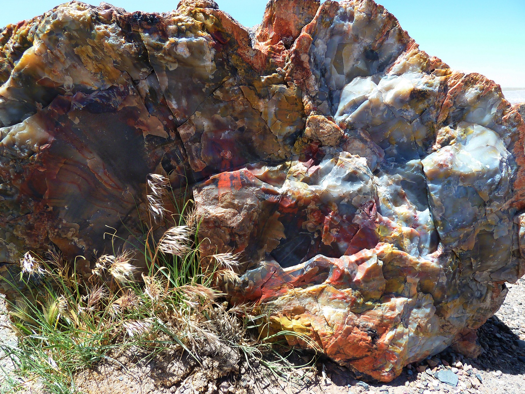 plant, forest, dry, land, solid, tourist attraction, wood opal, nature, park, desert, petrified wood, tranquil scene, rough, eroded, physical geography, HD Wallpaper