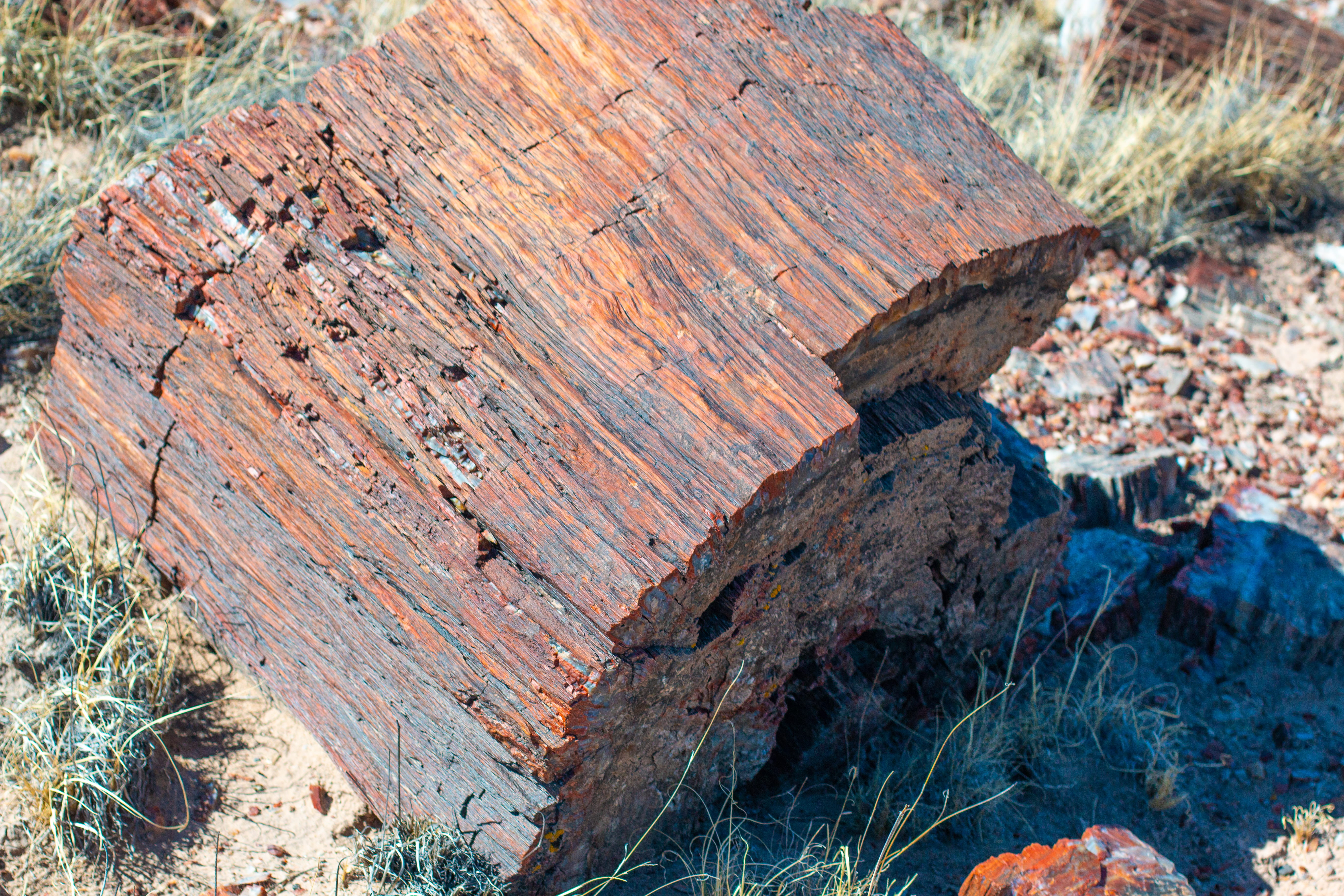 no people, arizona, textured, high angle view, rock - object, nature, timber, log, rock, petrified trees, land, tree, forest, field, solid, 5K, day, outdoors, HD Wallpaper