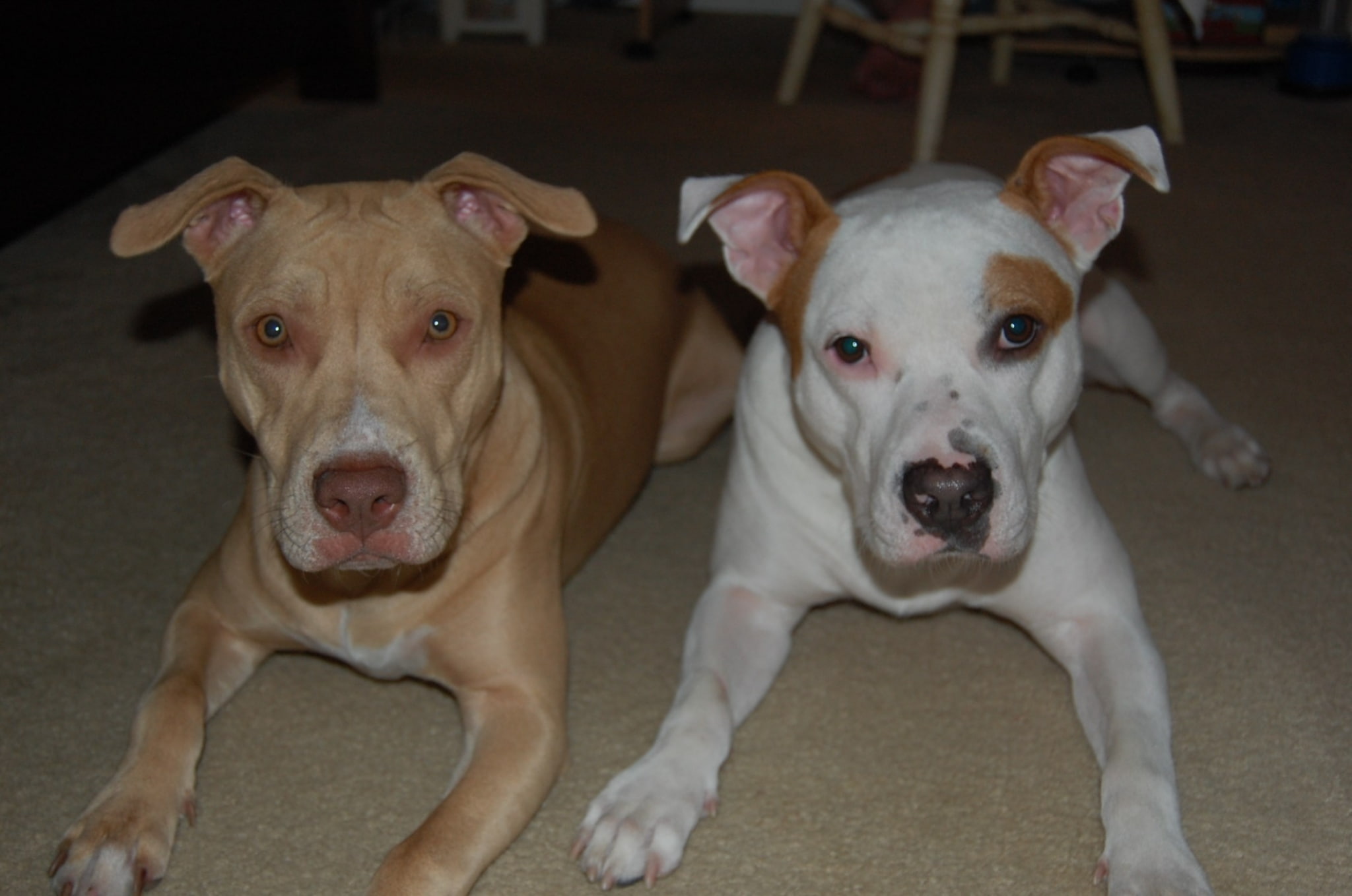 domestic, mouth open, 1080P, pets, portrait, pit bull terrier, no people, domestic animals, canine, mammal, two animals, looking at camera, vertebrate, HD Wallpaper