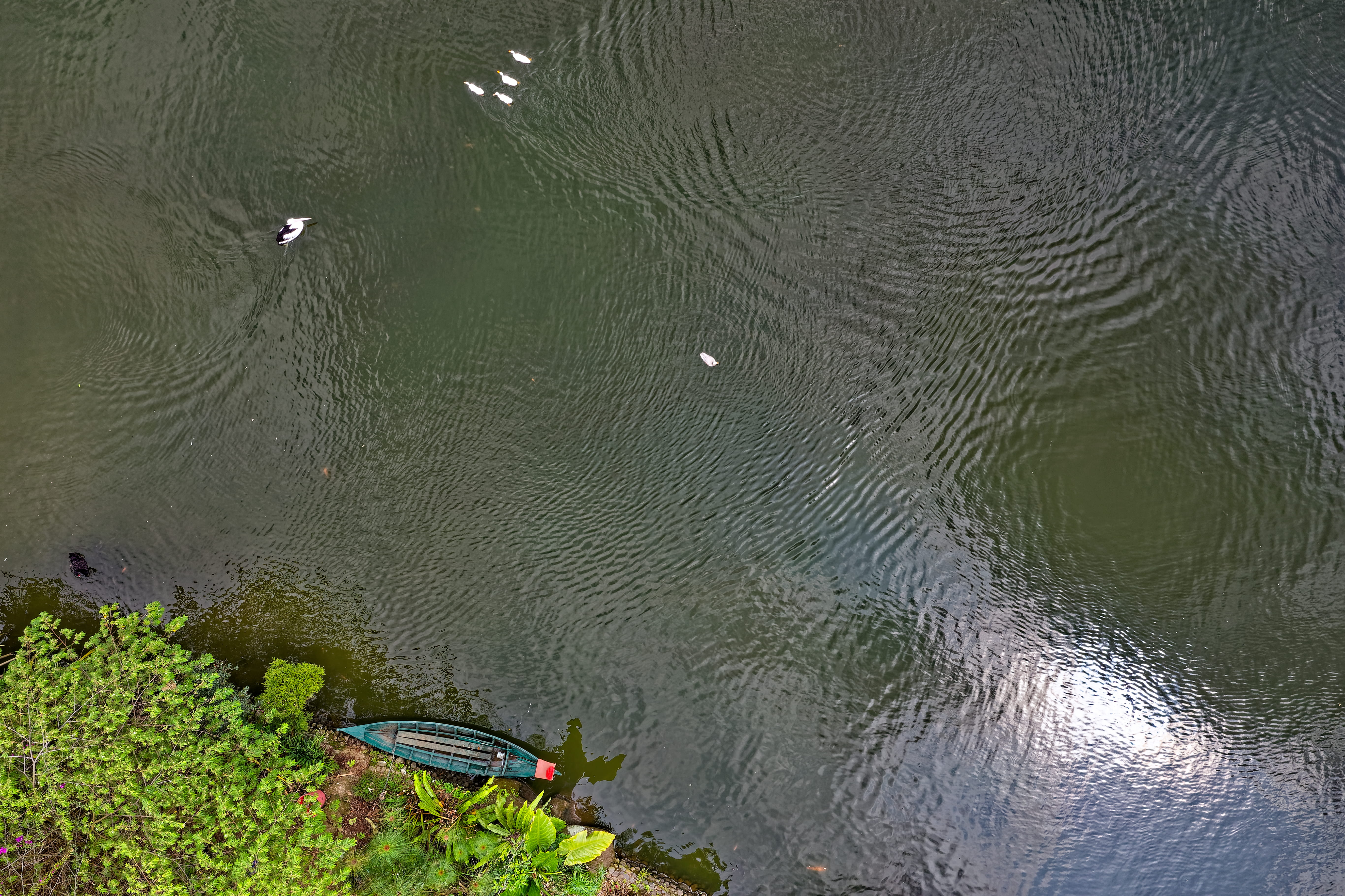 aerial view, colors, leaf, bright, daytime, kayak, plant, environment, landscape, tranquility, growth, aerial shot, deck, outdoors, rippled, top view, daylight, HD Wallpaper