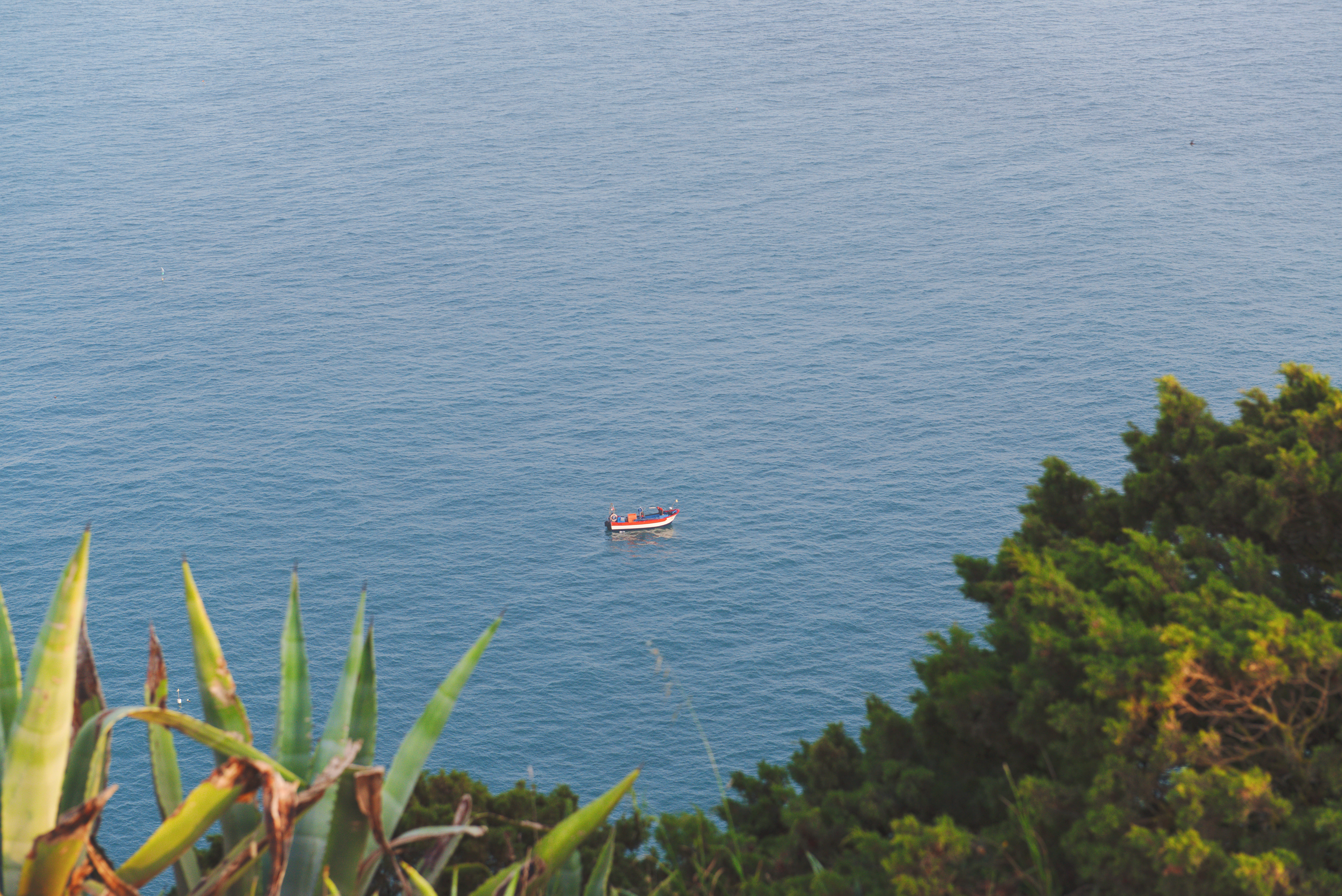 tree, nautical vessel, 5K, sea, nazaré, high angle view, tranquil scene, growth, inflatable, beauty in nature, water, scenics - nature, outdoors, no people, HD Wallpaper