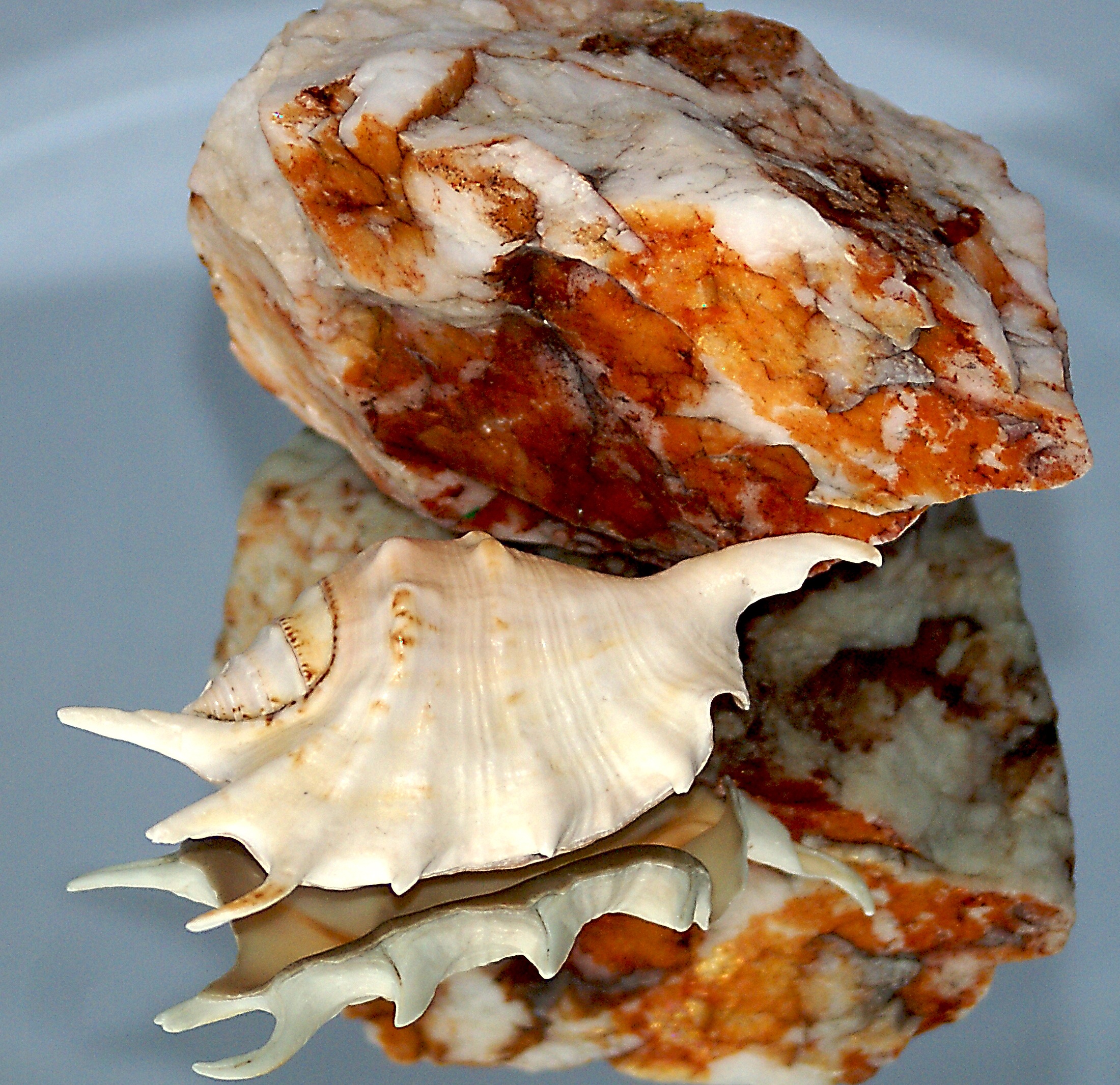 roasted, barbecue, rock, indulgence, infiltrates, iron compounds, clear shell, food, wellbeing, seashell, illusion, shades of, still life, freshness, meat, HD Wallpaper