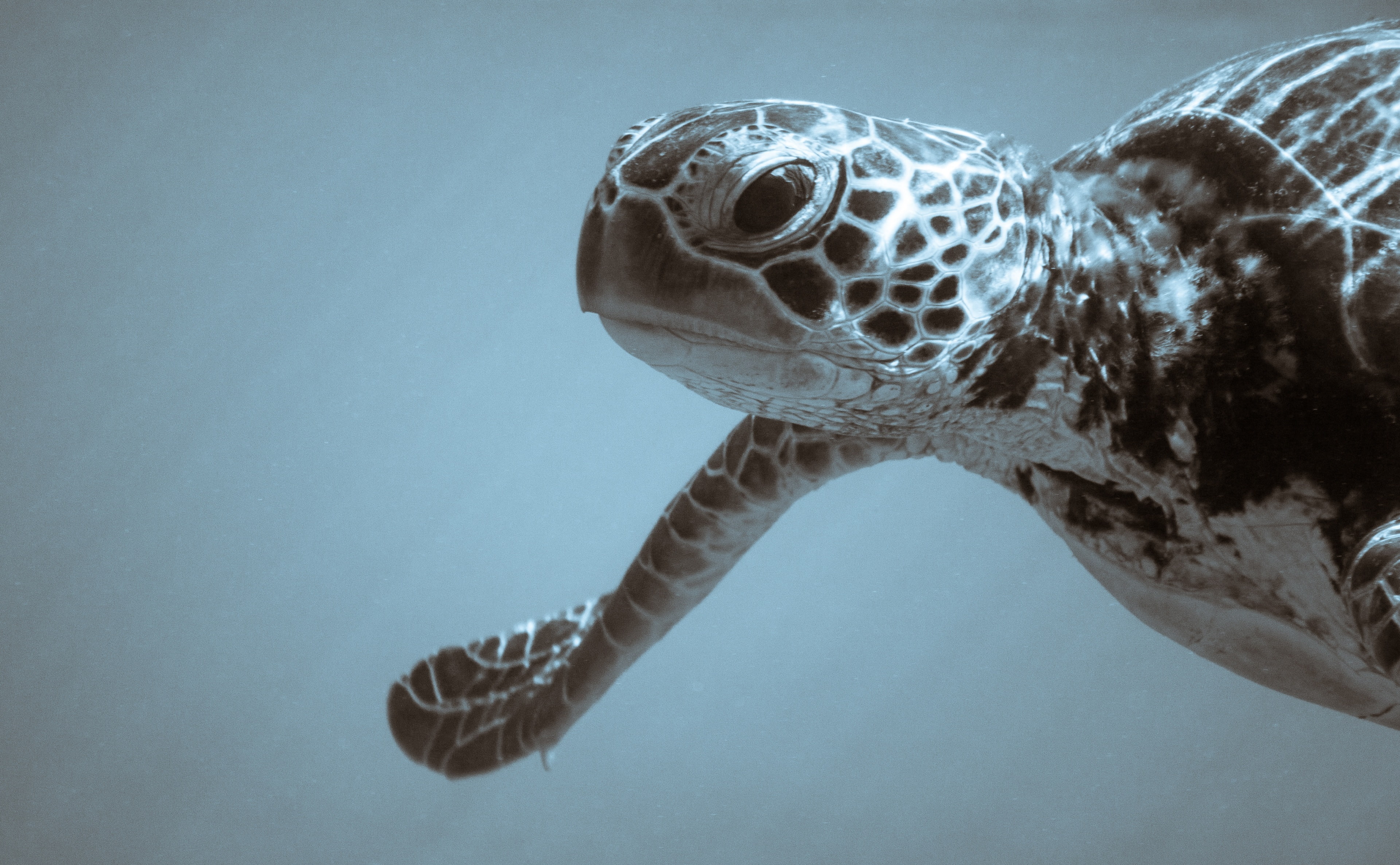 Underwater, swimming, Japan, animal themes, animals in the wild, unique, animal, okinawa, 4K, animal wildlife, places, reptile, SeaTurtle, Pacific, sea, HD Wallpaper
