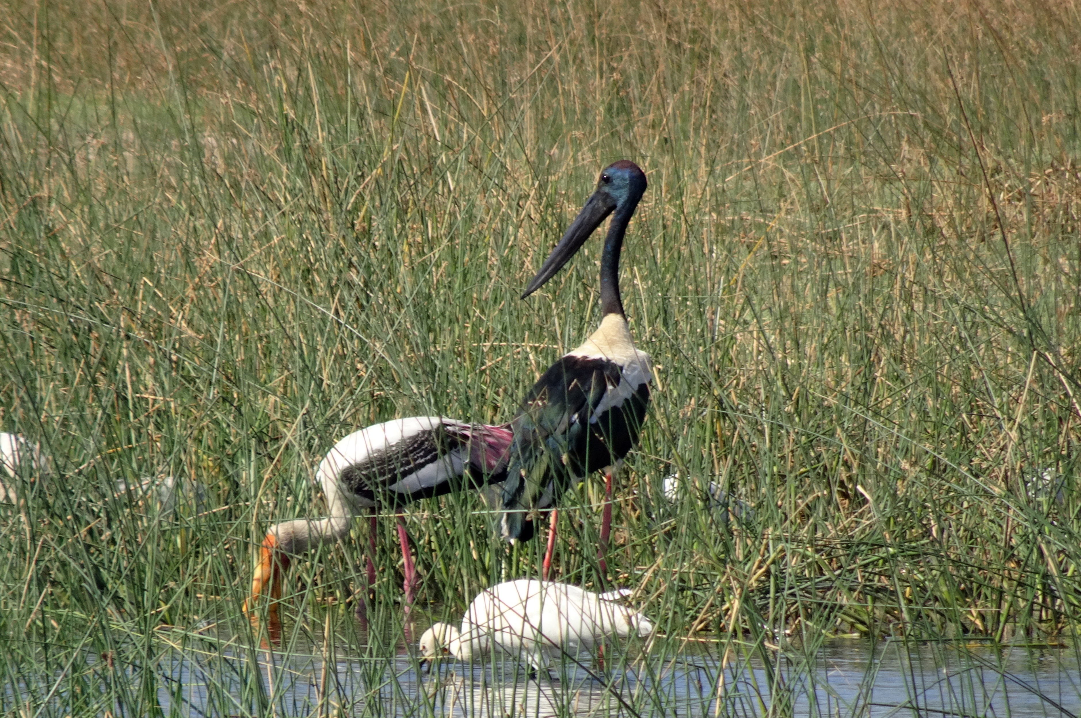 goose, bird, beak, black-necked stork, animal, fauna, india, young animal, land, animal themes, lake, group of animals, outdoors, no people, animals in the wild, HD Wallpaper