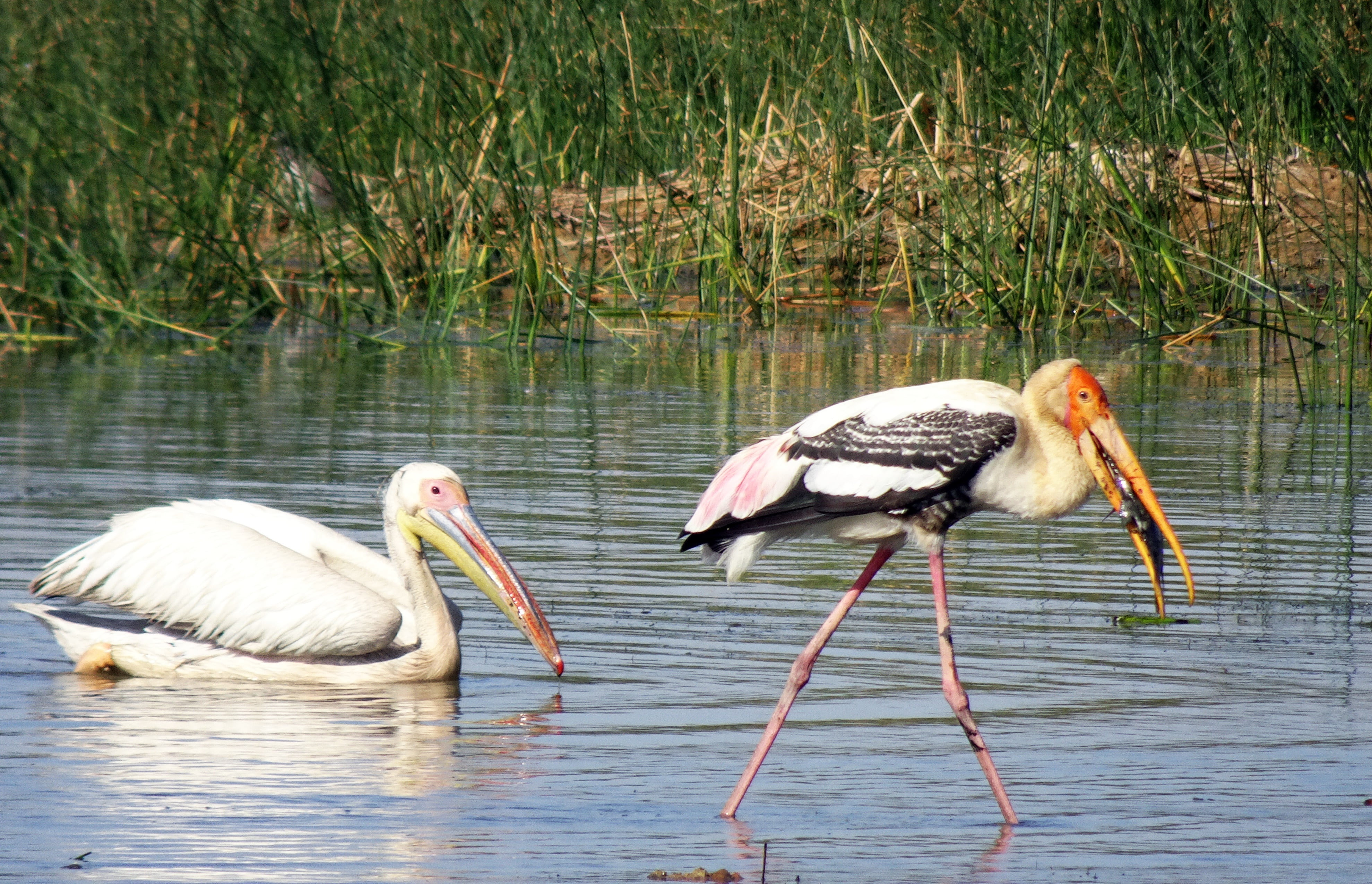 painted stork, kachchh, stork, animal, biodiversity, group of animals, nature, water bird, fish, day, 4K, lake, reflection, outdoors, pelican, india, no people, HD Wallpaper