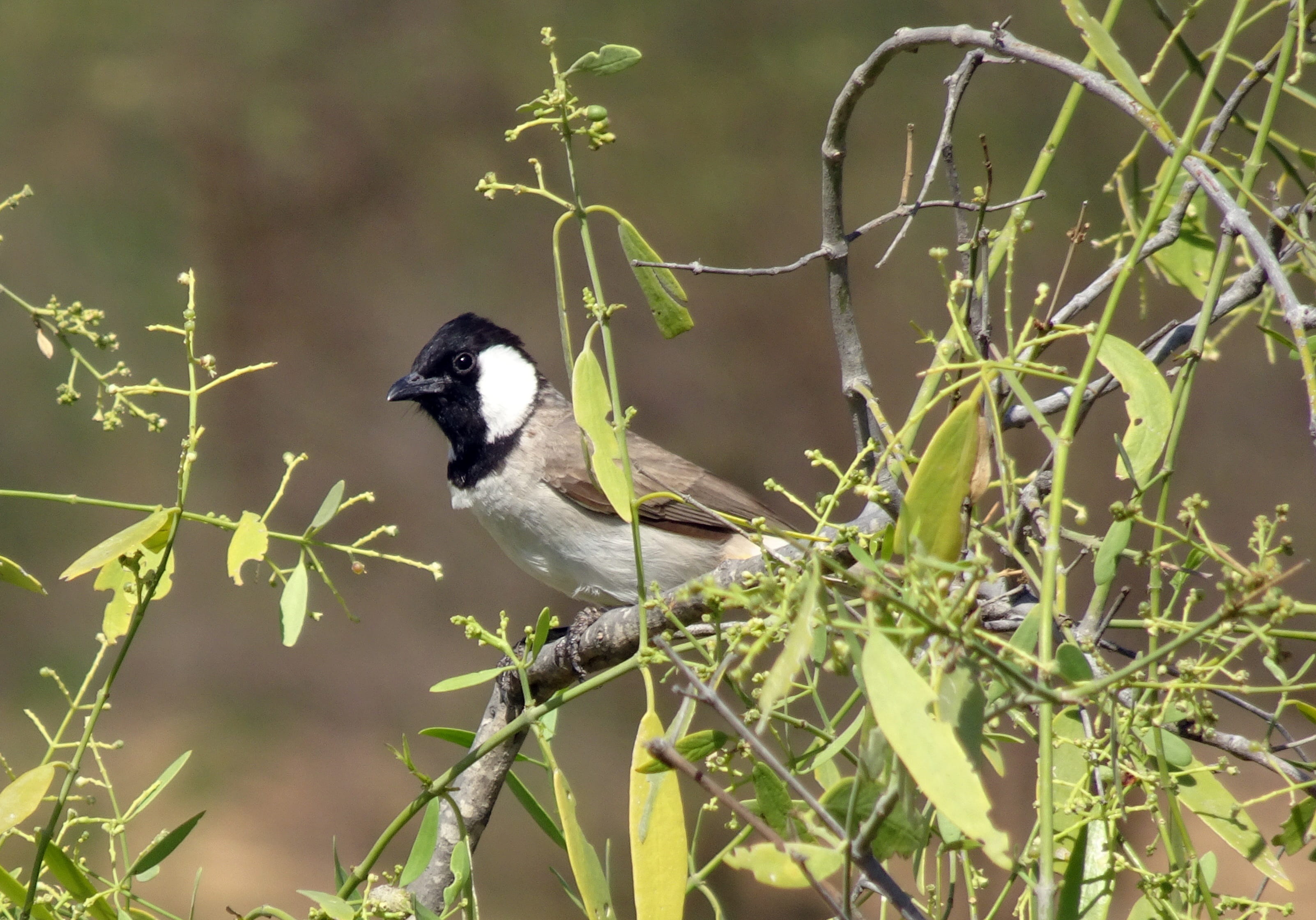 tree, animal, Bird, fauna, bulbul, ornithology, 2K, vertebrate, white-cheeked bulbul, perching, kachchh, White-Eared Bulbul, growth, wildlife, branch, HD Wallpaper