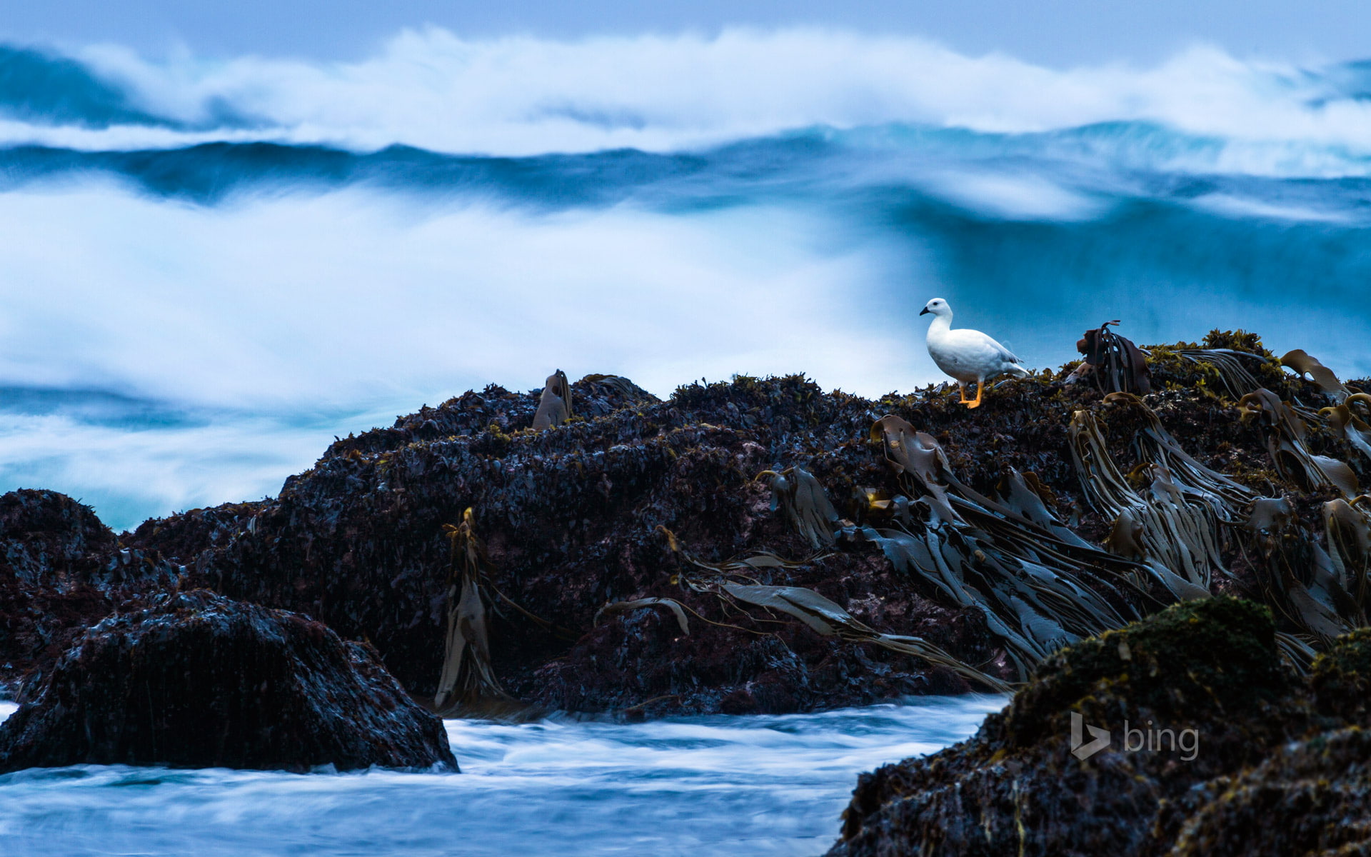 Chile, bird, stones, 1080P, Cole-Cole Beach, Chiloe, algae, rocks, HD Wallpaper