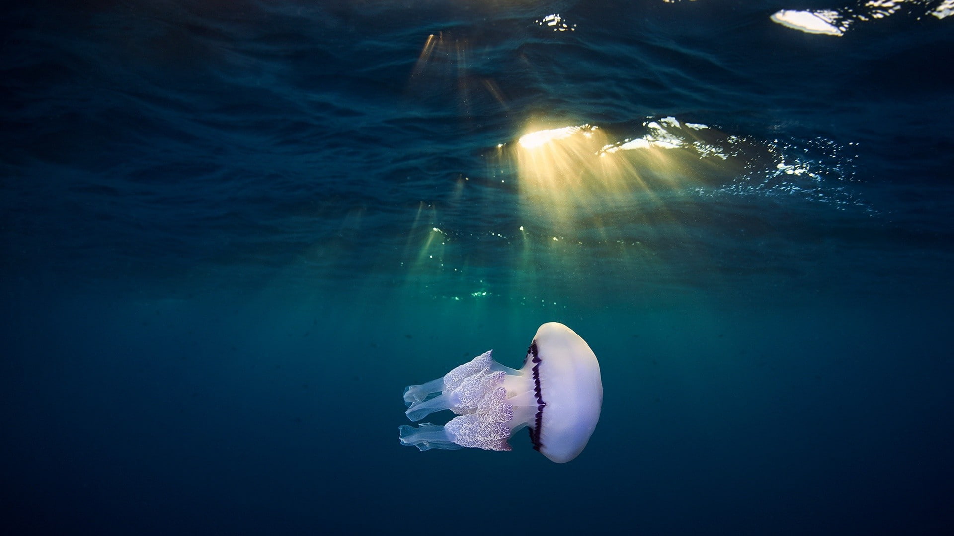 floating on water, water, animals, sun rays, no people, sea life, 1080P, underwater, sunlight, animal wildlife, day, swimming, sunbeam, undersea, nature, HD Wallpaper
