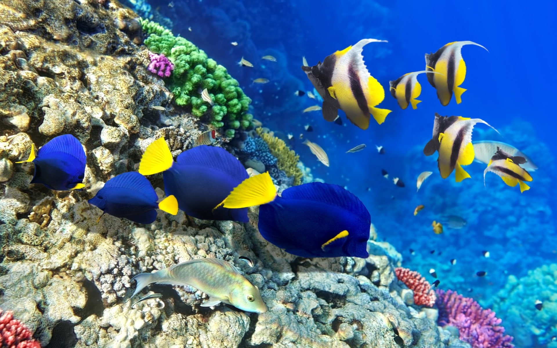 algae, blue, ecosystem, beauty in nature, tangs, school of fish, marine, animal wildlife, undersea, four, nature, coral, fish, 1080P, sea life, no people, HD Wallpaper