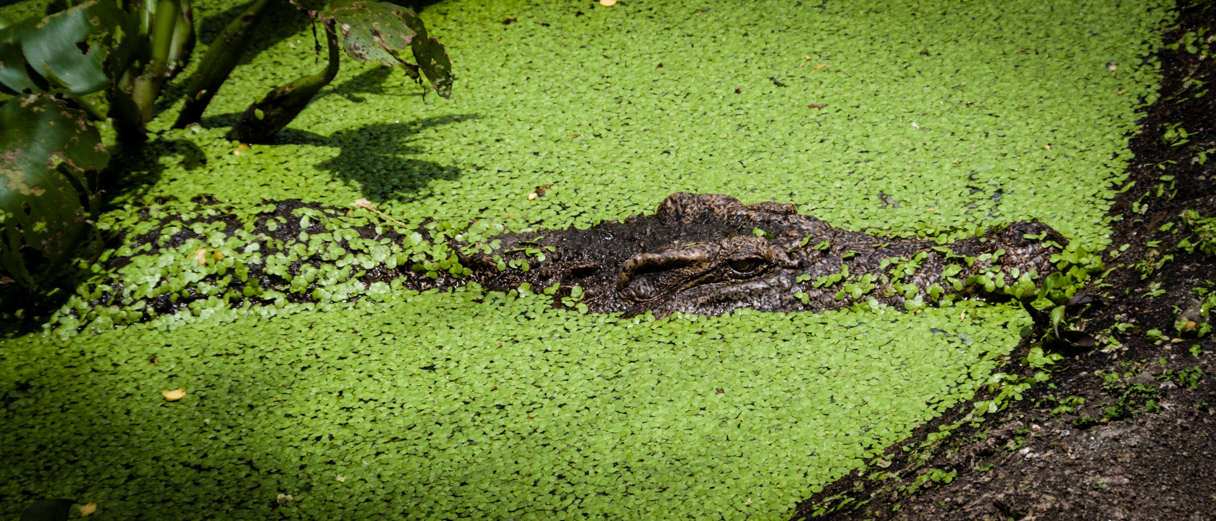 no people, reptile, swamp, water plants, one animal, green, 4K, wetland, crocodile, plant, carnivore, wildlife, animal head, high angle view, alligator, HD Wallpaper
