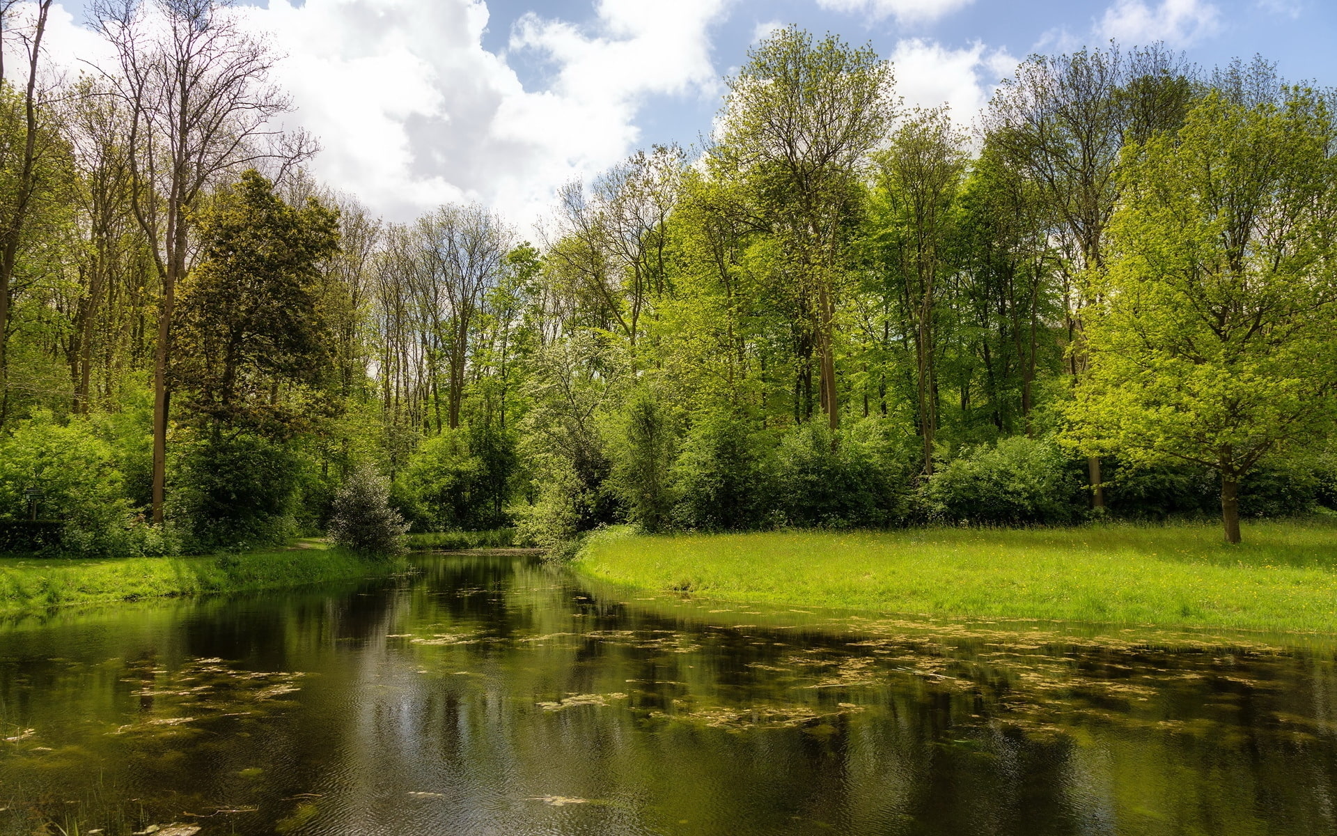 surface, algas, 1080P, water, wood, lake, coast, HD Wallpaper