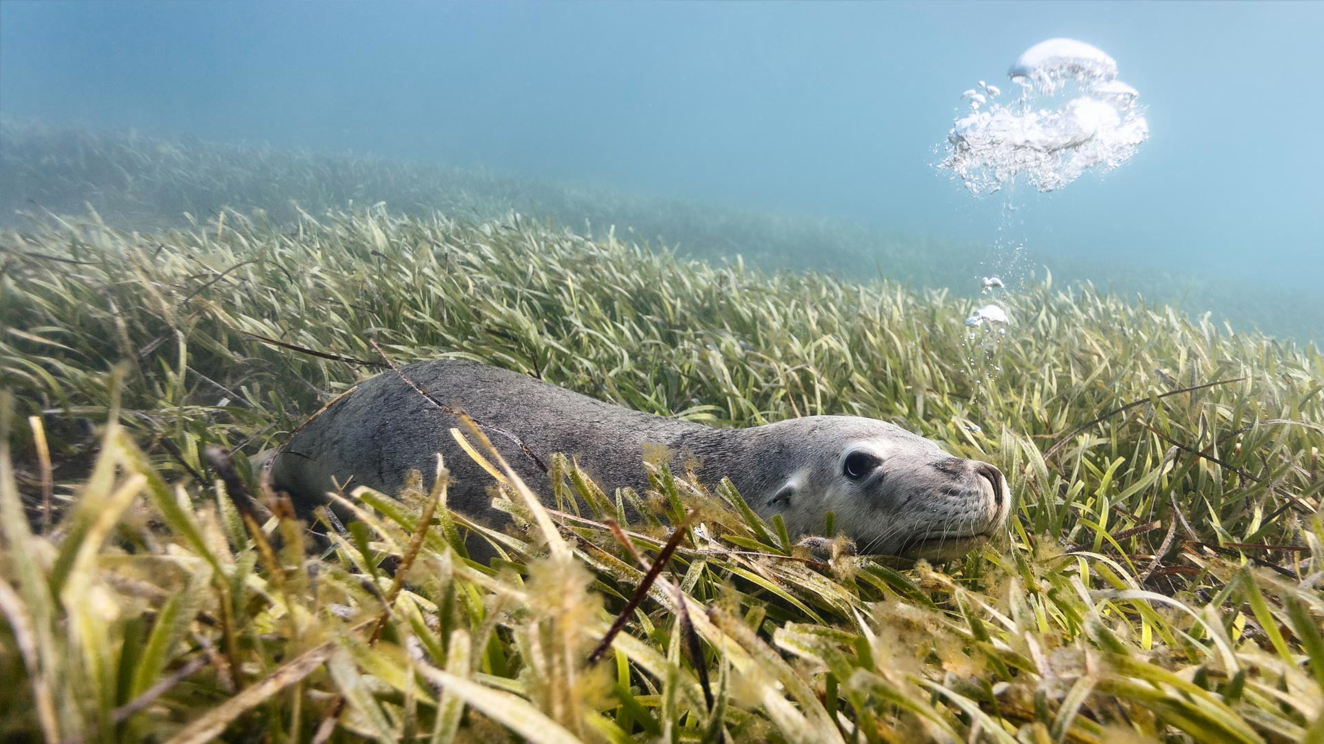 Australia, algae, Australian sea lion, 1080P, the island of Carnac, HD Wallpaper