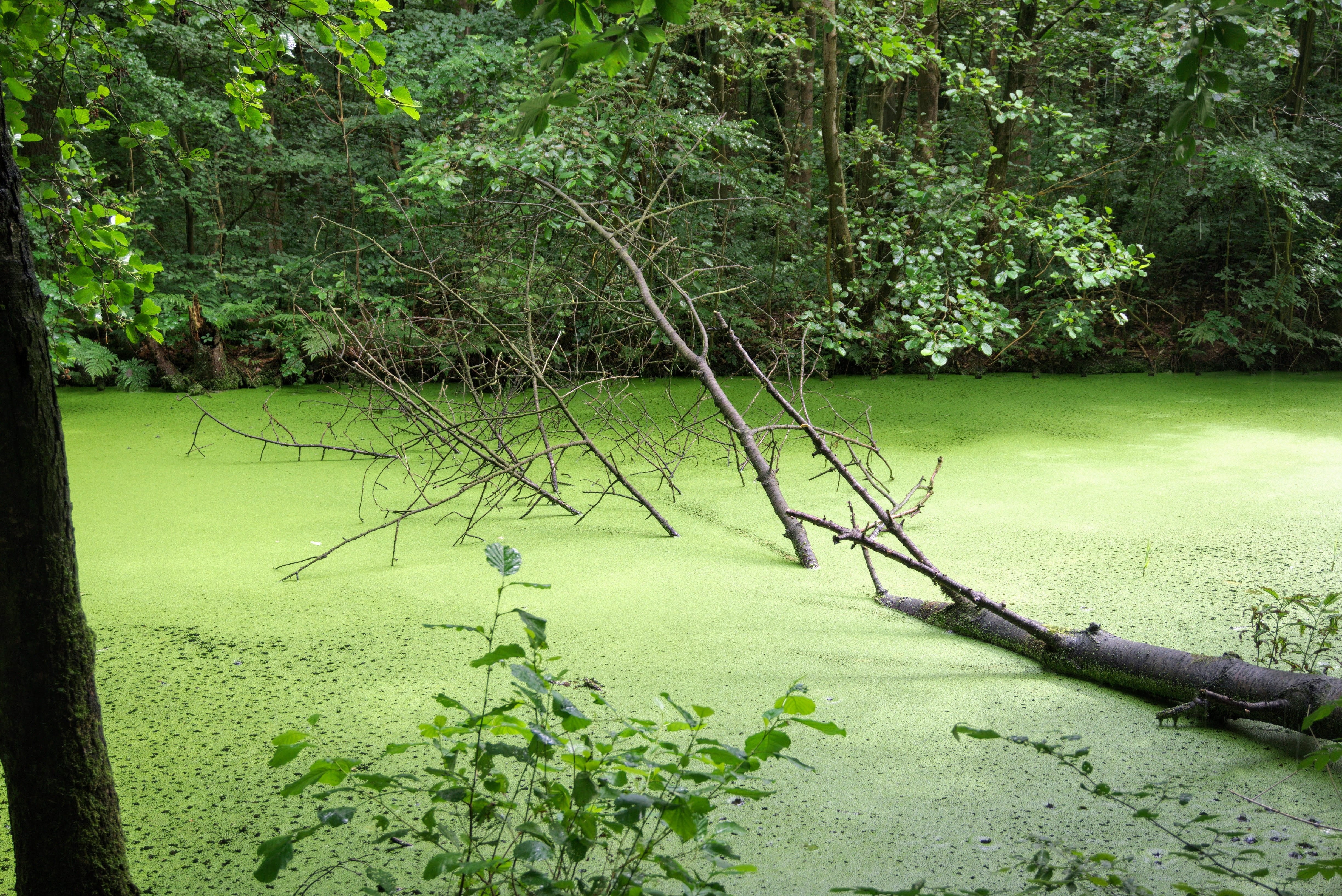 Water, land, nature, outdoors, tranquil scene, scenics - nature, idyllic, green color, algae, non-urban scene, lake, duckweed, growth, Tree, 4K, day, branch, HD Wallpaper
