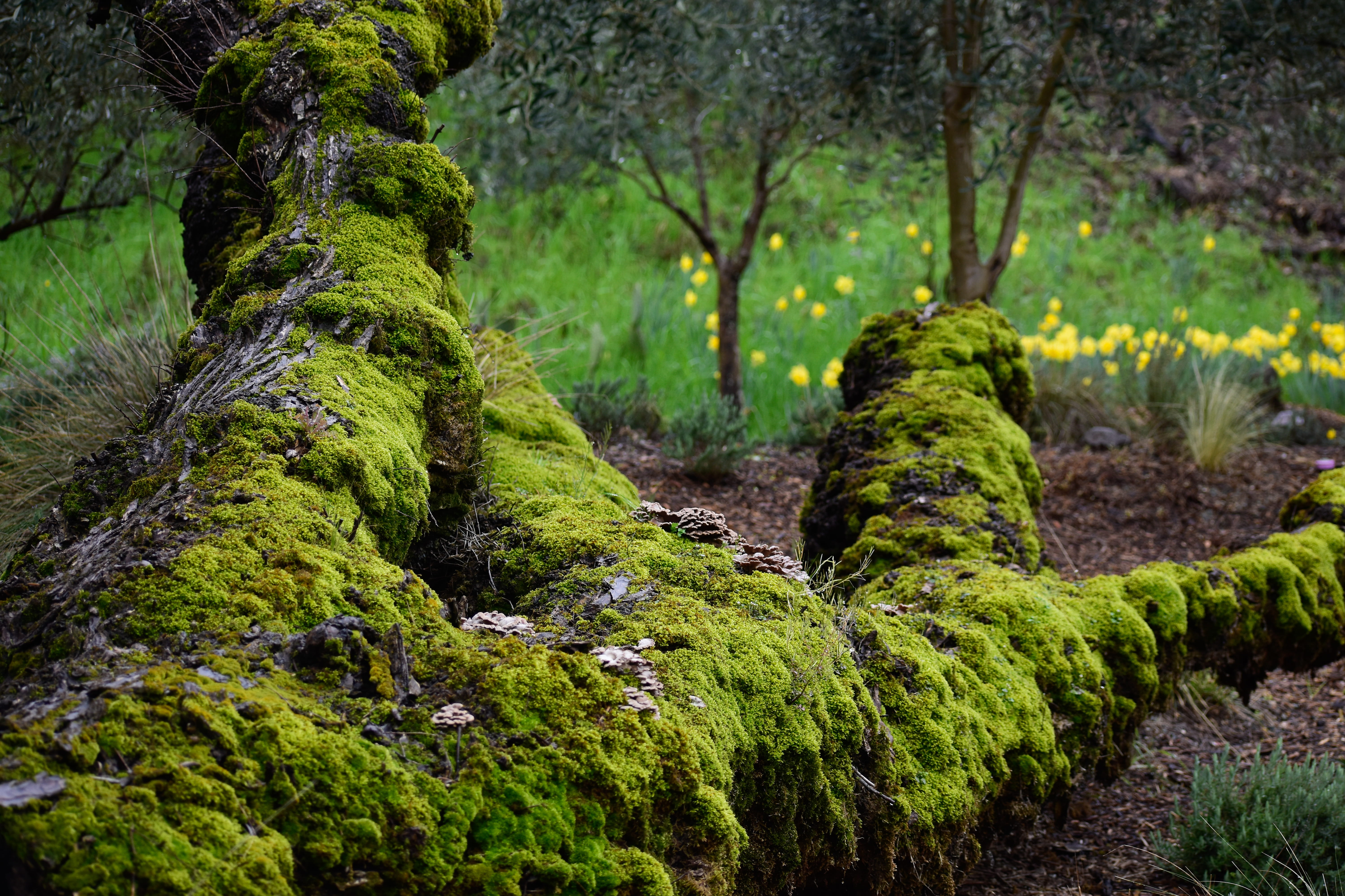 land, environment, green, algae, slope, moss, plant, non-urban scene, green color, ca, foliage, no people, tranquility, scenics - nature, calistoga, branch, HD Wallpaper