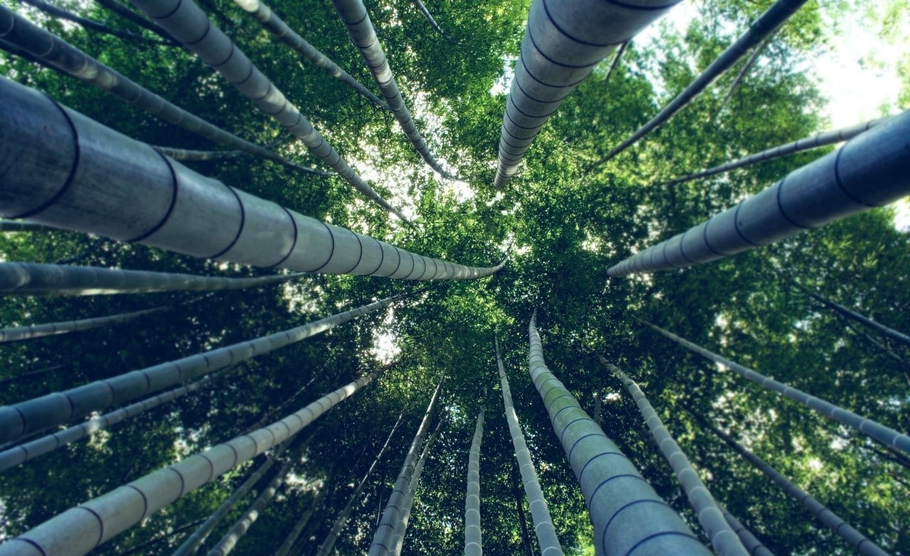 outdoors, forest, low angle view, green color, plant, beauty in nature, architecture, connection, built structure, bamboo - plant, bamboo, tranquility, HD Wallpaper