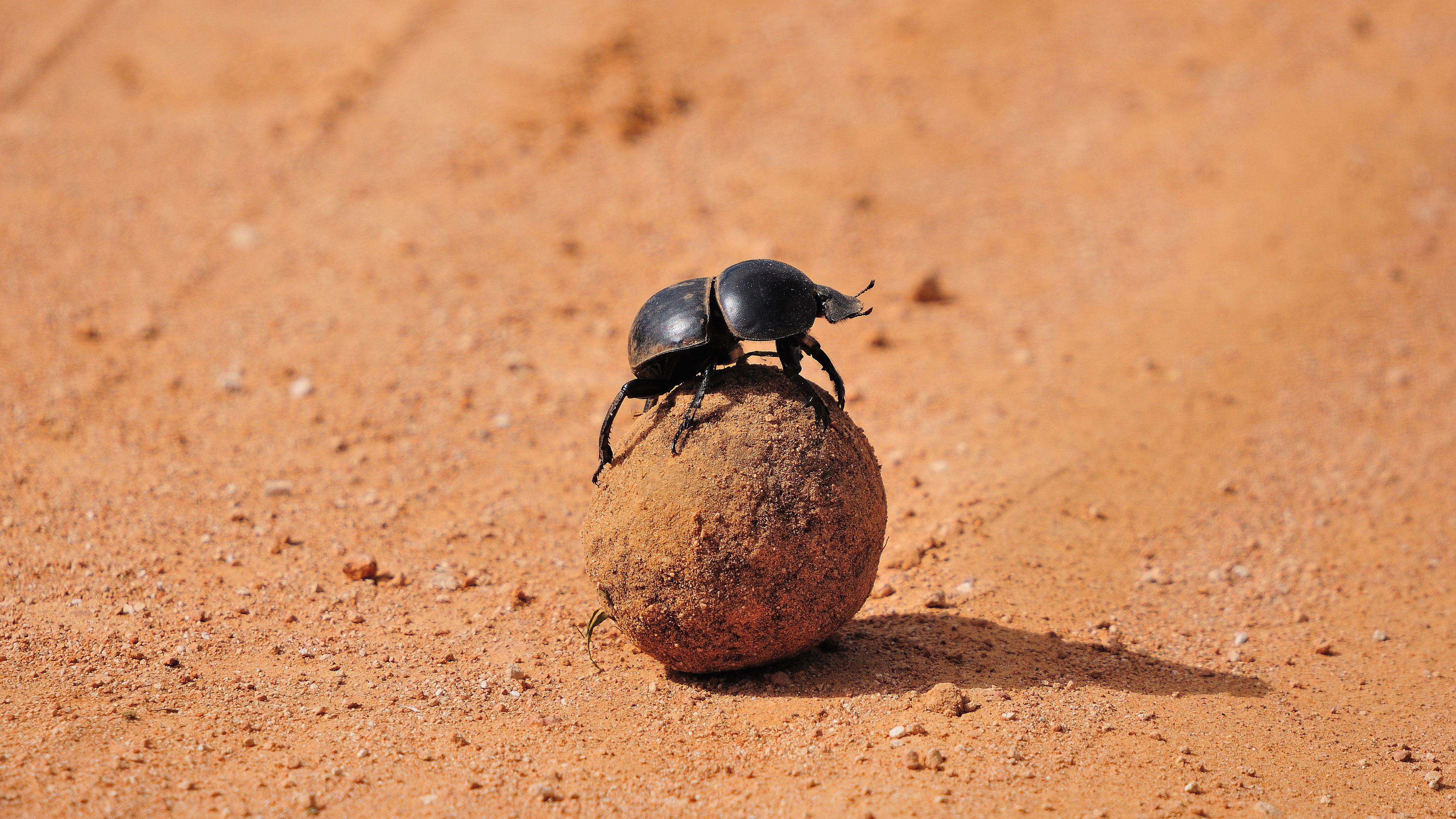 4K, Animal, Dung Beetle, HD Wallpaper