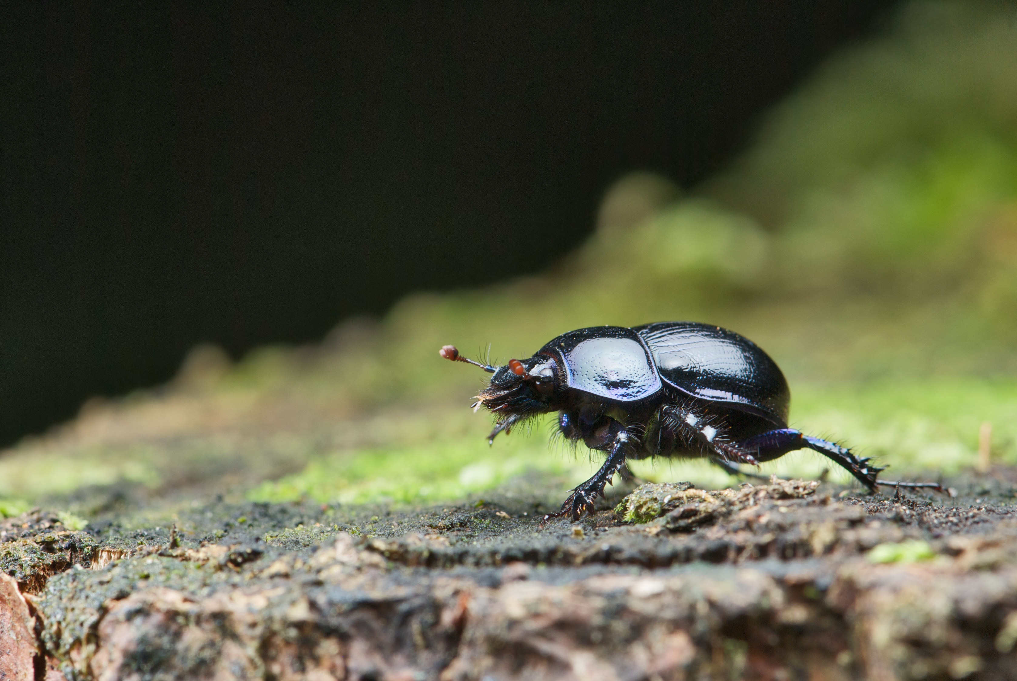 close-up, fly, anoplotrupes stercorosus, animals in the wild, one animal, animal themes, selective focus, day, black color, bug, forest, nature, animal wing, HD Wallpaper