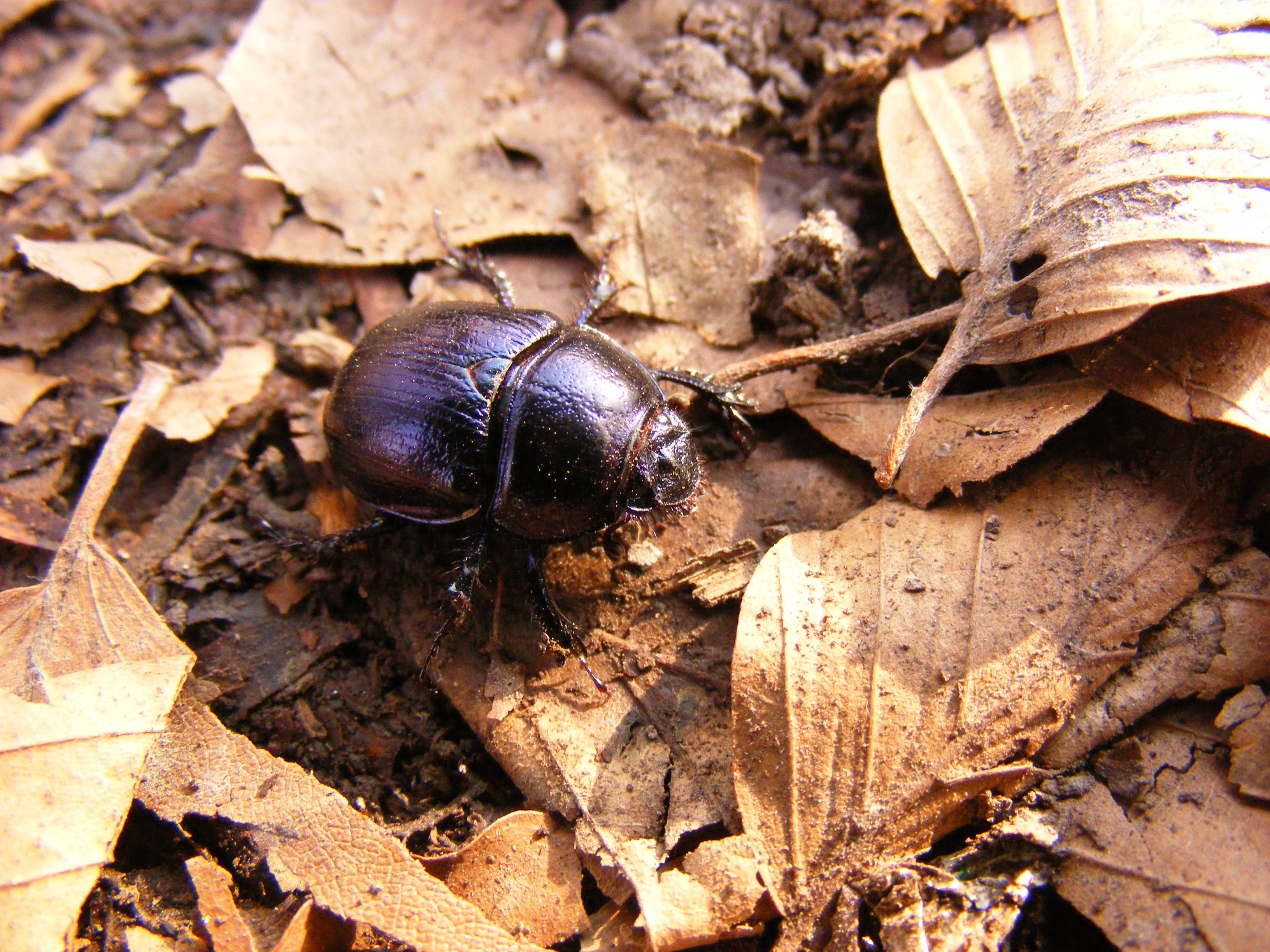 leaves, field, dry, day, animal wildlife, beetle, 2K, land, high angle view, dung, no people, beech hg, plant part, animals in the wild, three stone, animal, HD Wallpaper