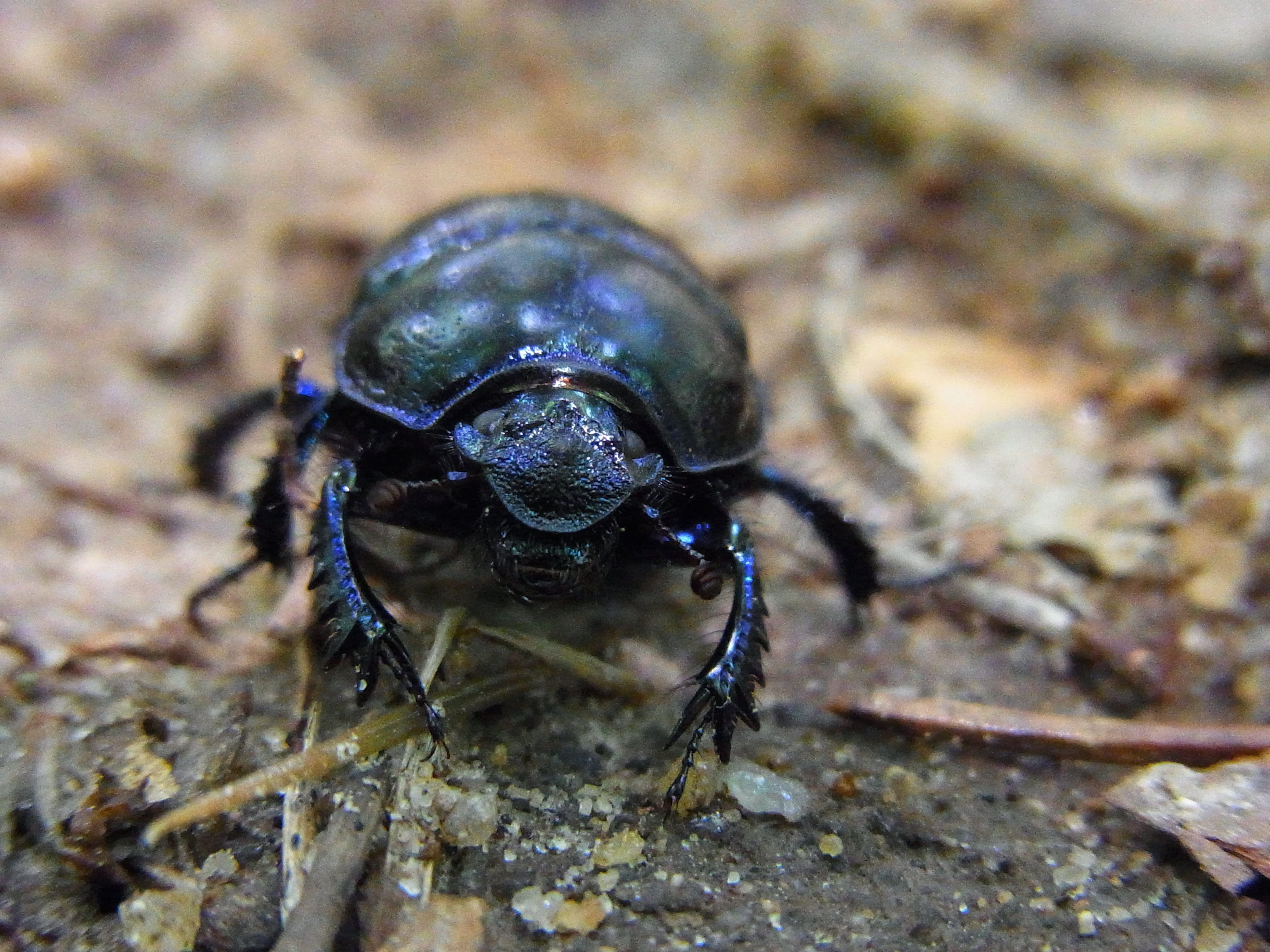 nature, close-up, animal wildlife, selective focus, anoplotrupes stercorosus, 2K, no people, animal body part, zoology, outdoors, animal, forest dung beetle, HD Wallpaper