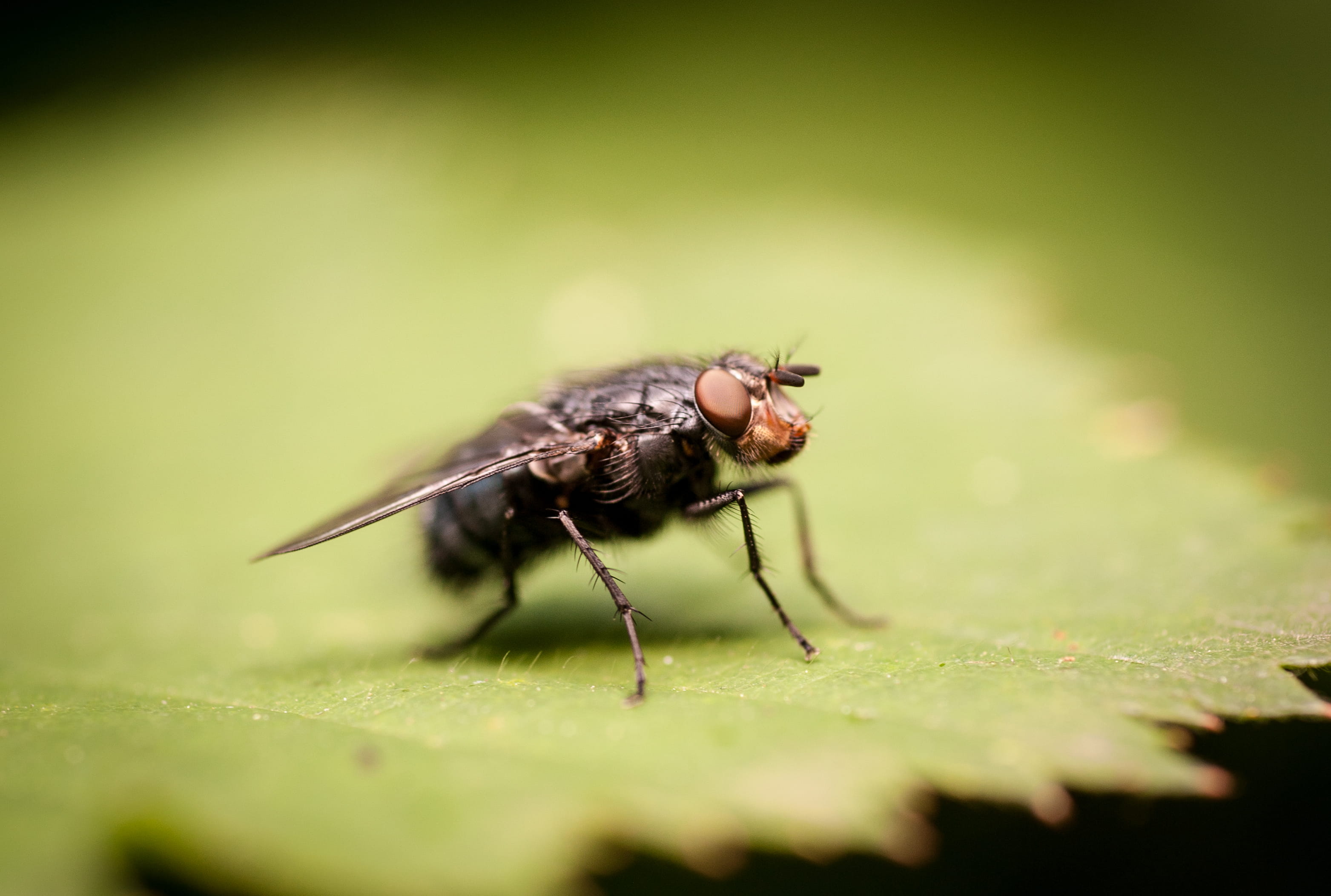 photography, plant part, invertebrate, zoology, animal wing, day, outdoors, food, animal themes, cricket insect, insect, animals in the wild, close, flea, HD Wallpaper