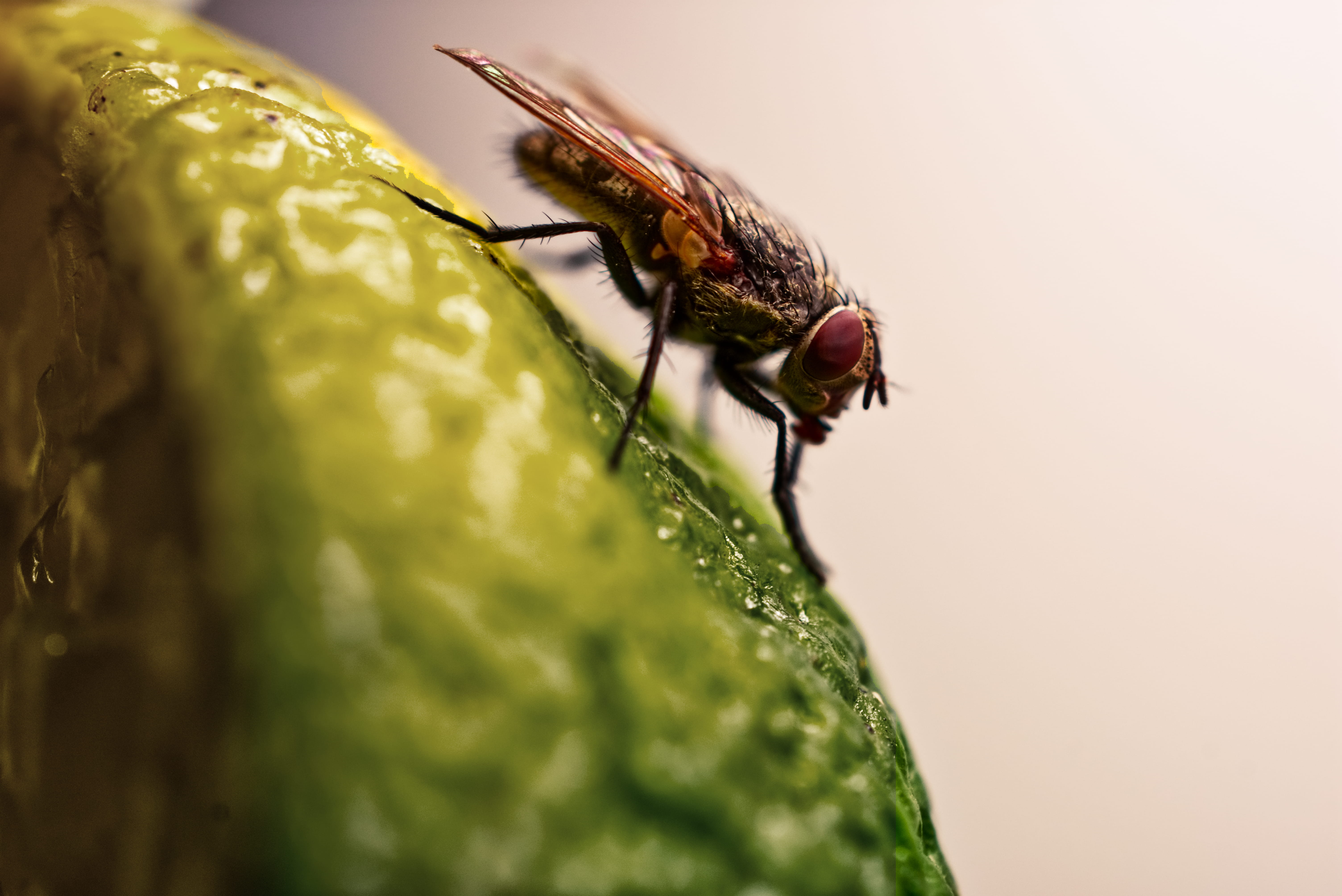 close-up, animal wildlife, selective focus, house, surface, 5K, slug, animal wing, animal, asilidae, zoology, plant, nature, one animal, outdoors, fly, HD Wallpaper