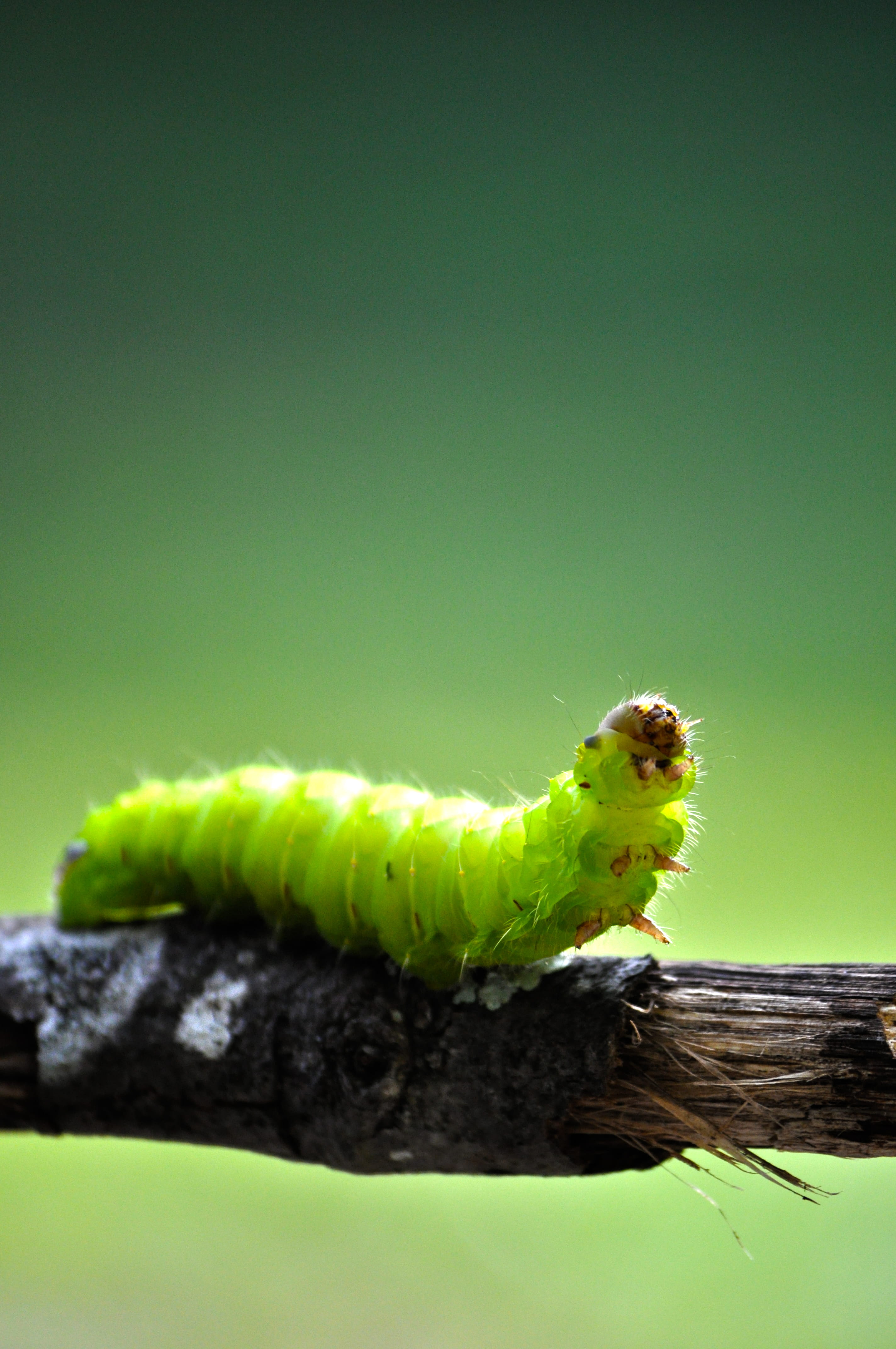 cricket insect, bee, 4K, spider, horseshoe, worm, close-up, caterpillar, honey bee, finch, green, copy space, ground, studio shot, invertebrate, green background, Phone HD Wallpaper