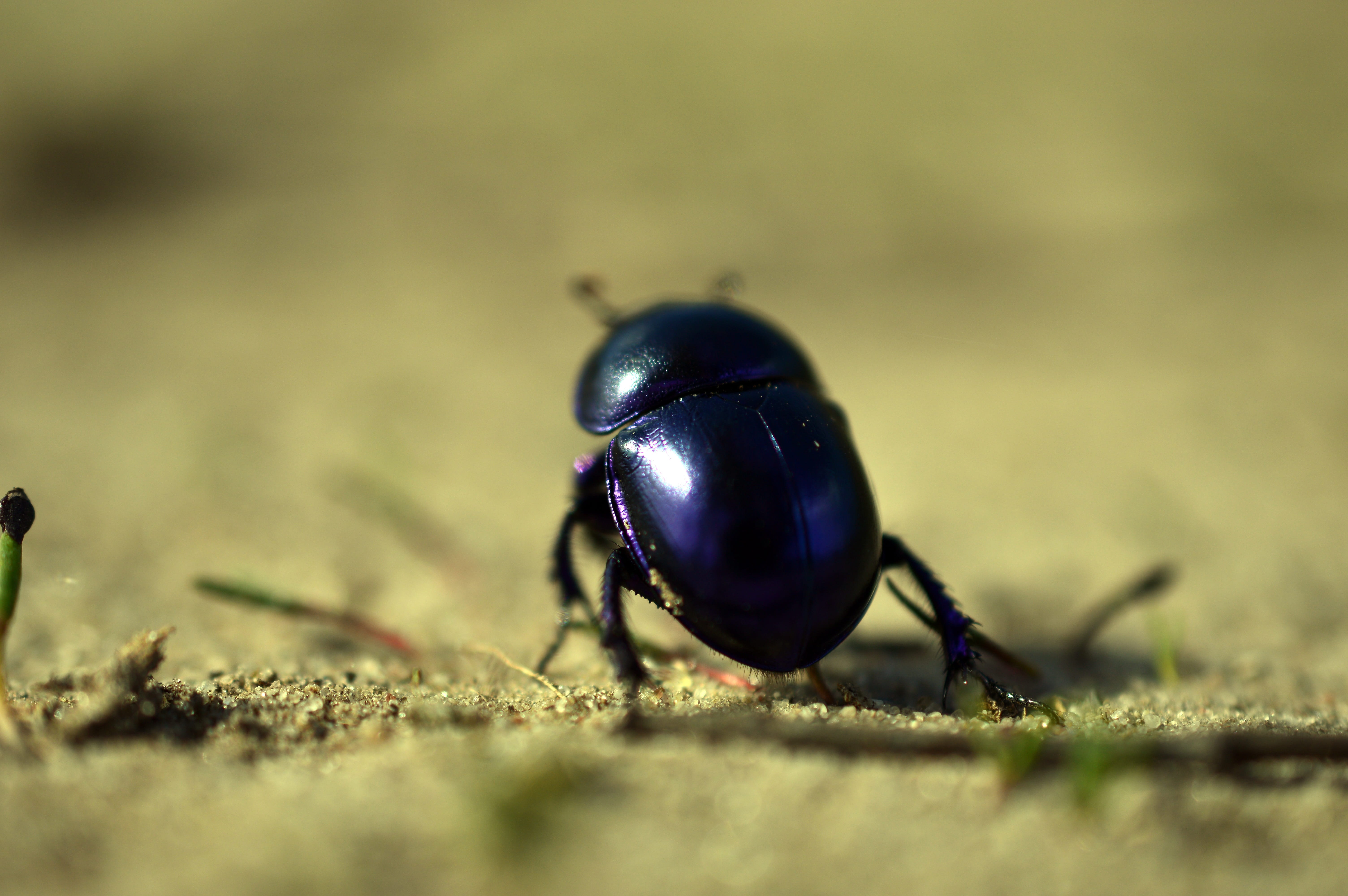 fauna, black color, day, green color, one animal, plant, made, invertebrate, animal wildlife, no people, animal, selective focus, spring beetle, beetle, HD Wallpaper