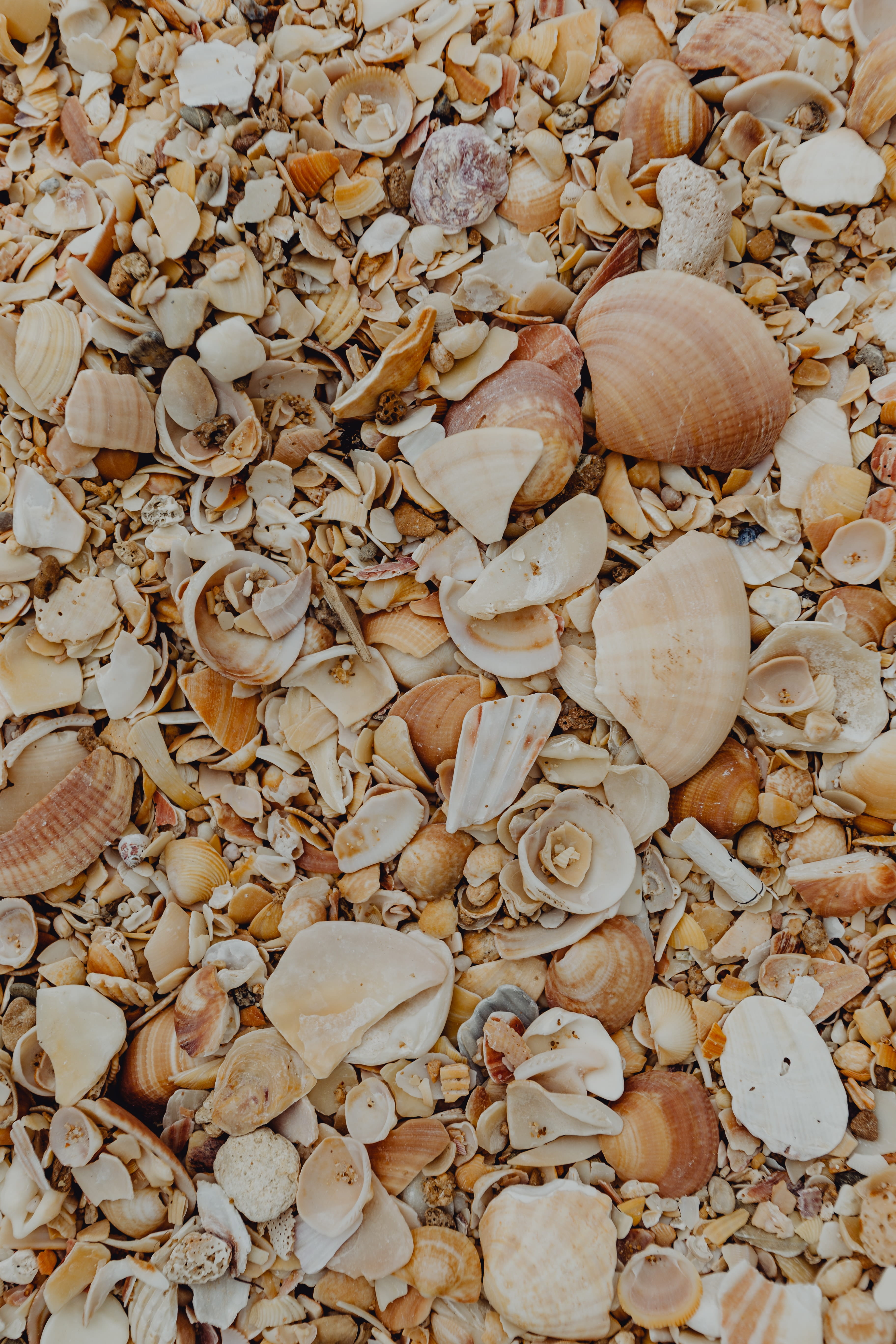  healthy eating, background, abundance, land, algarve, full frame, shells, beach, marine, pebble, 5K, nut, wellbeing, freshness, sea, animal shell, Phone HD Wallpaper