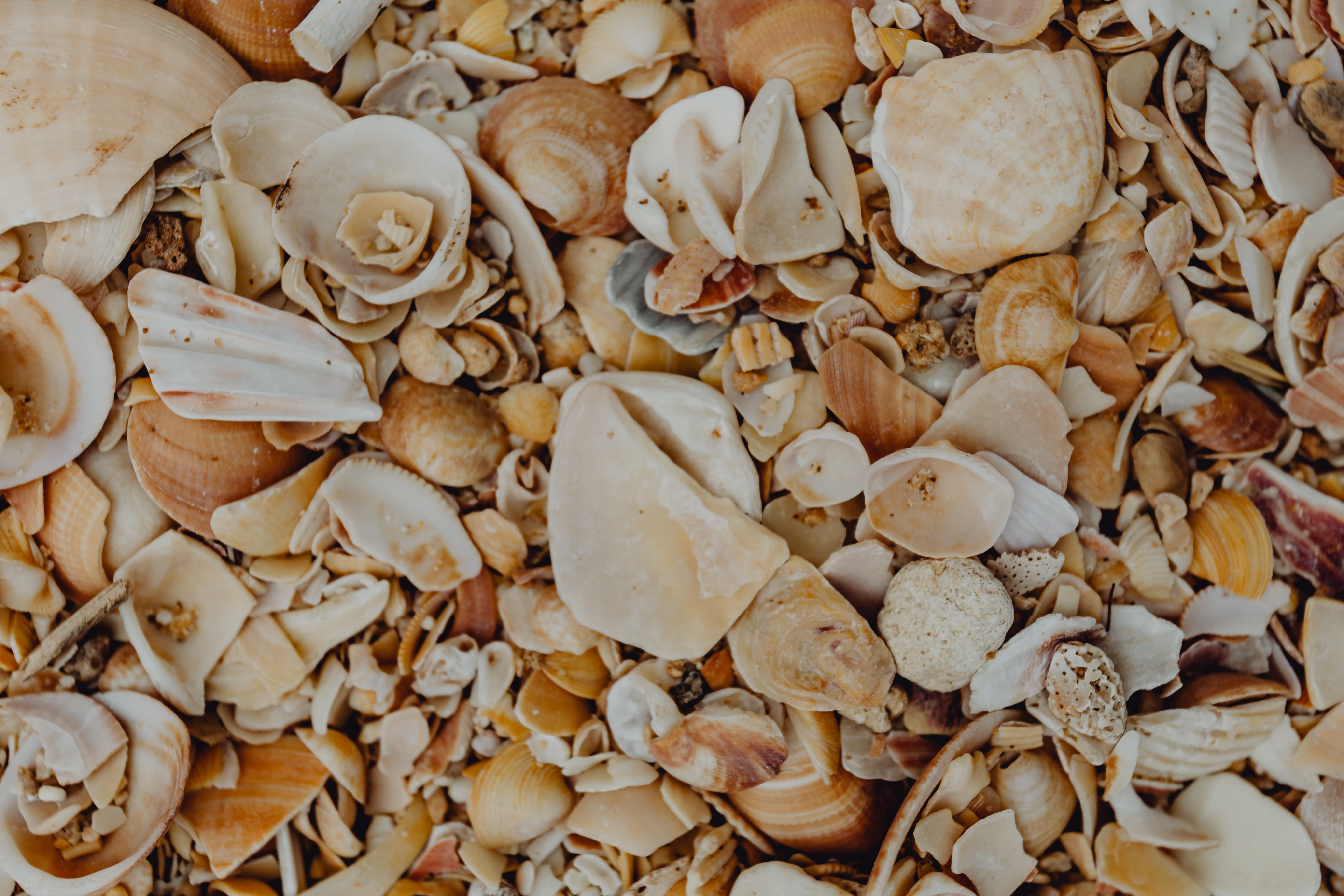 plant, summer, background, close-up, portugal, full frame, beach, algarve, high angle view, day, 5K, food, nature, freshness, shells, pattern, HD Wallpaper