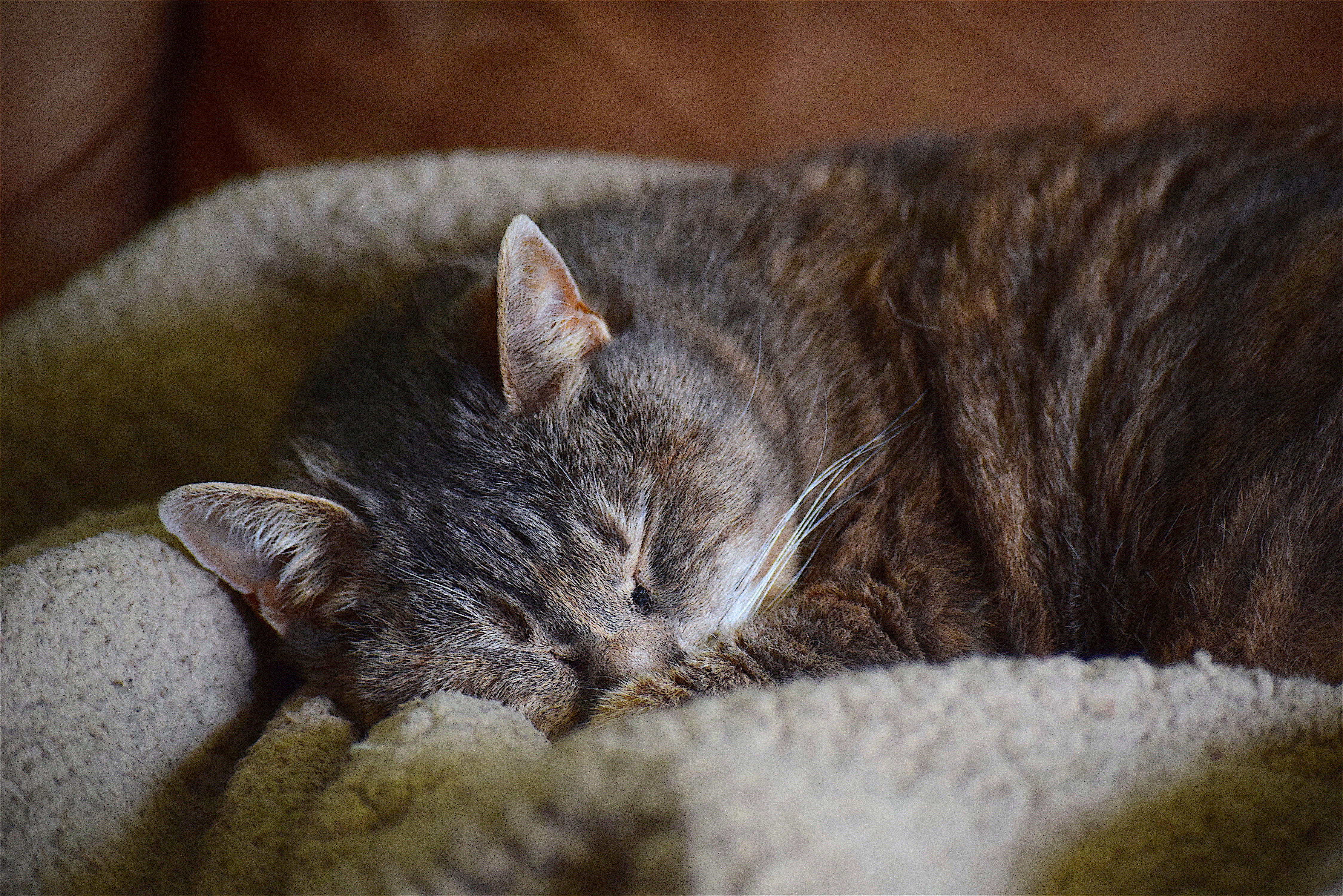bed, domestic Animals, home, cozy, relax, resting, furry, lying Down, napping, fur, domestic, rest, vertebrate, cute, adorable, animal, pet, sleeping, 4K, HD Wallpaper