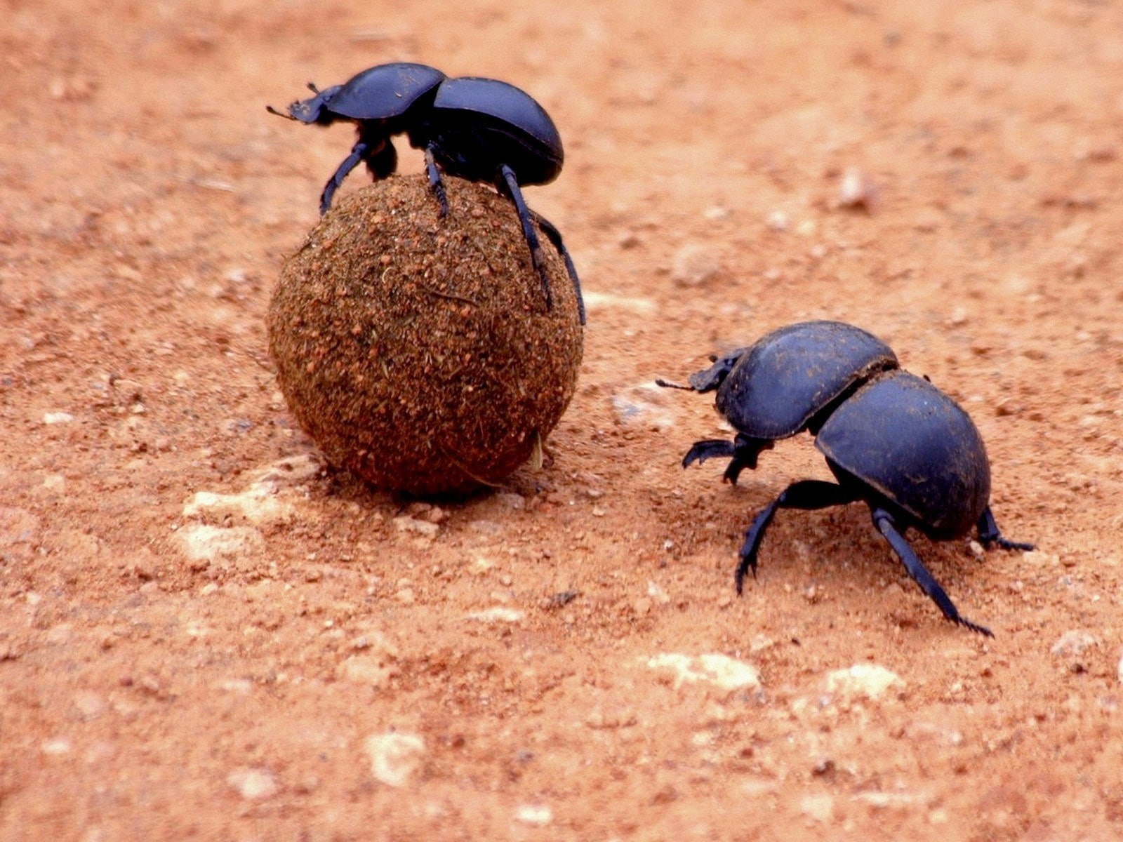 720P, dung beetle, HD Wallpaper