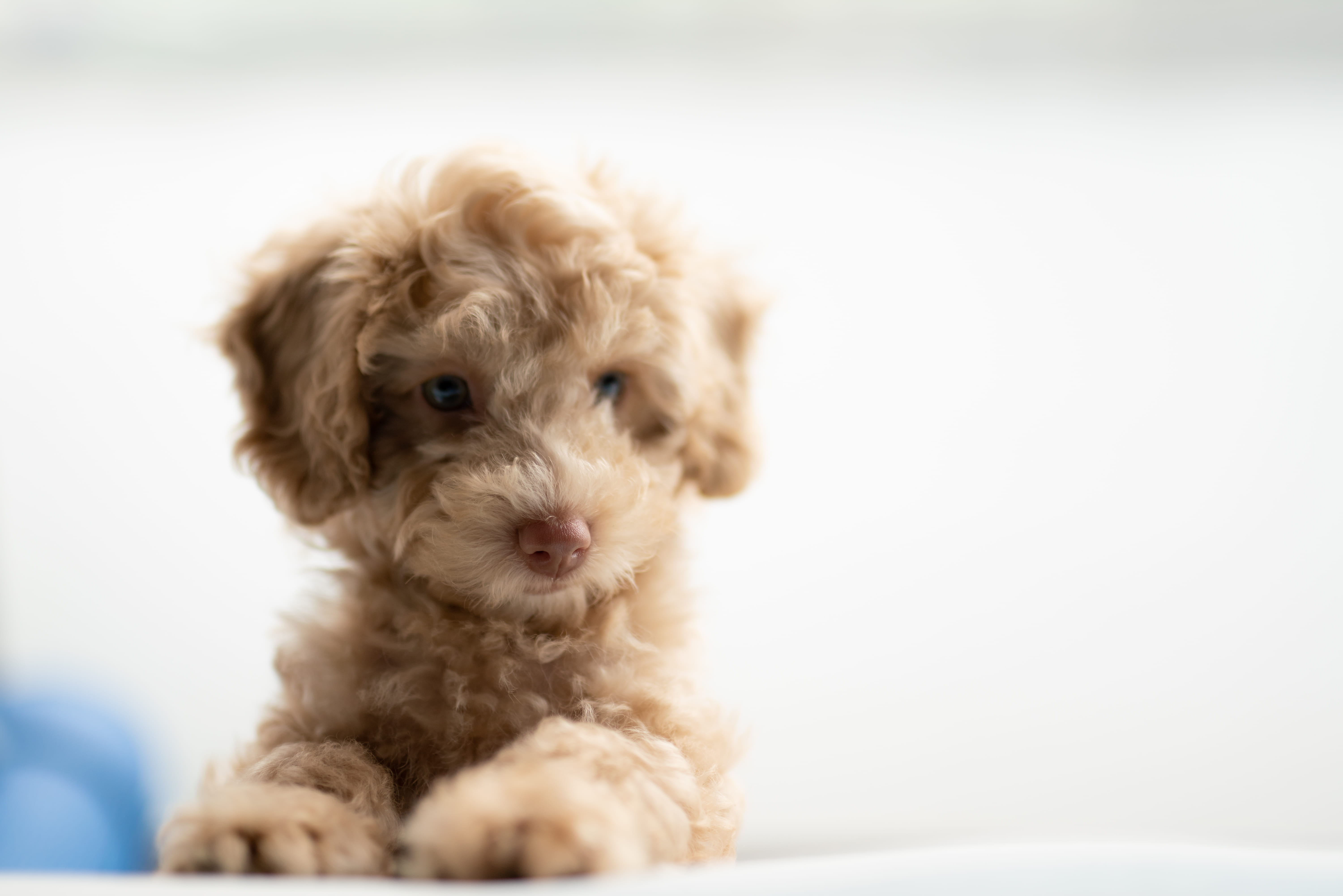 no people, animal, softness, coated, small, mammal, portrait, pets, soft focus, domestic, 5K, domestic animals, looking at camera, plush, canine, pet, HD Wallpaper