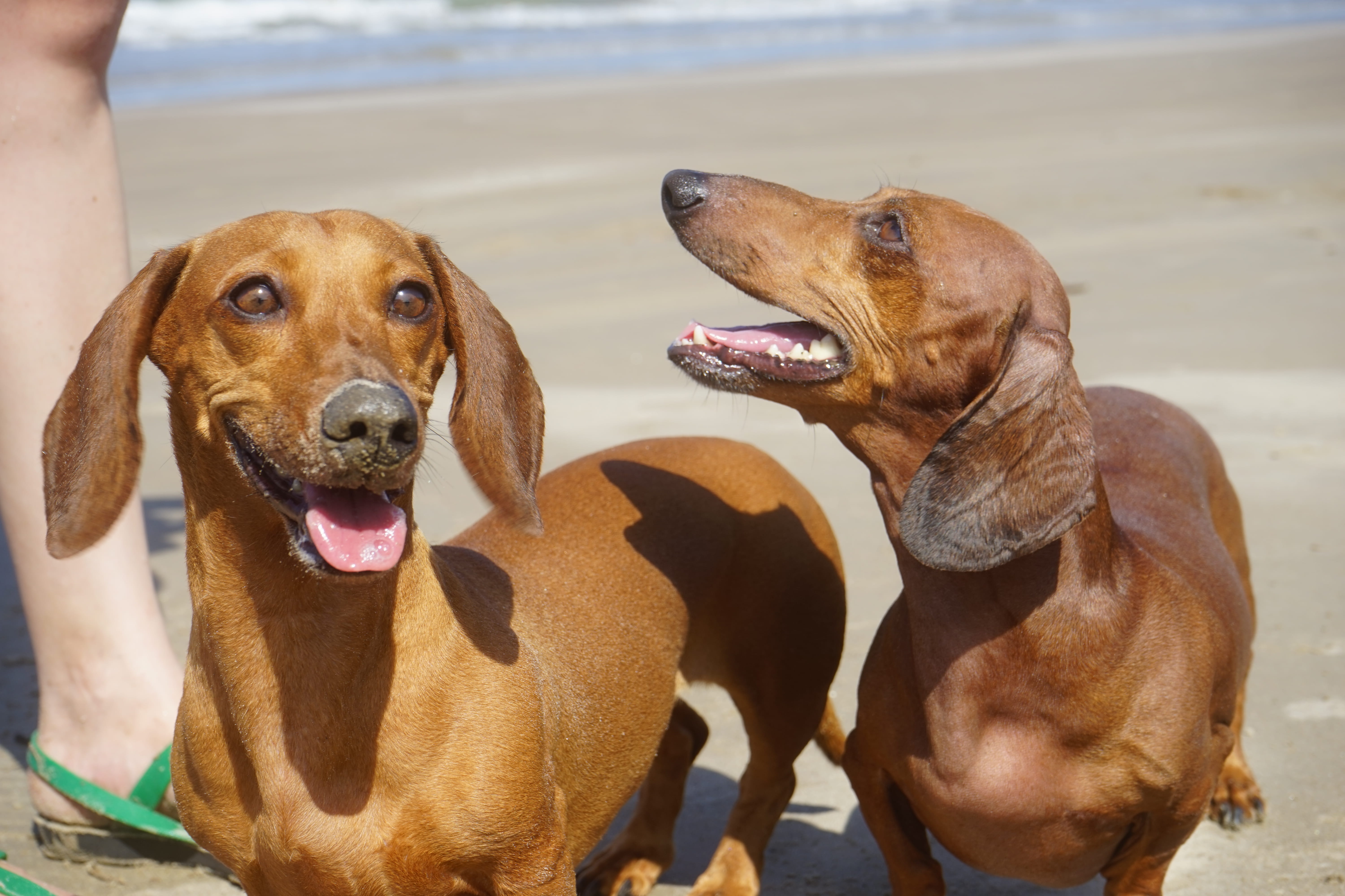 animal mouth, domestic animals, hound, land, outdoors, one animal, beach, dog, puppy, pets, breed, pedigree, two, small, vertebrate, day, sand, domestic, HD Wallpaper