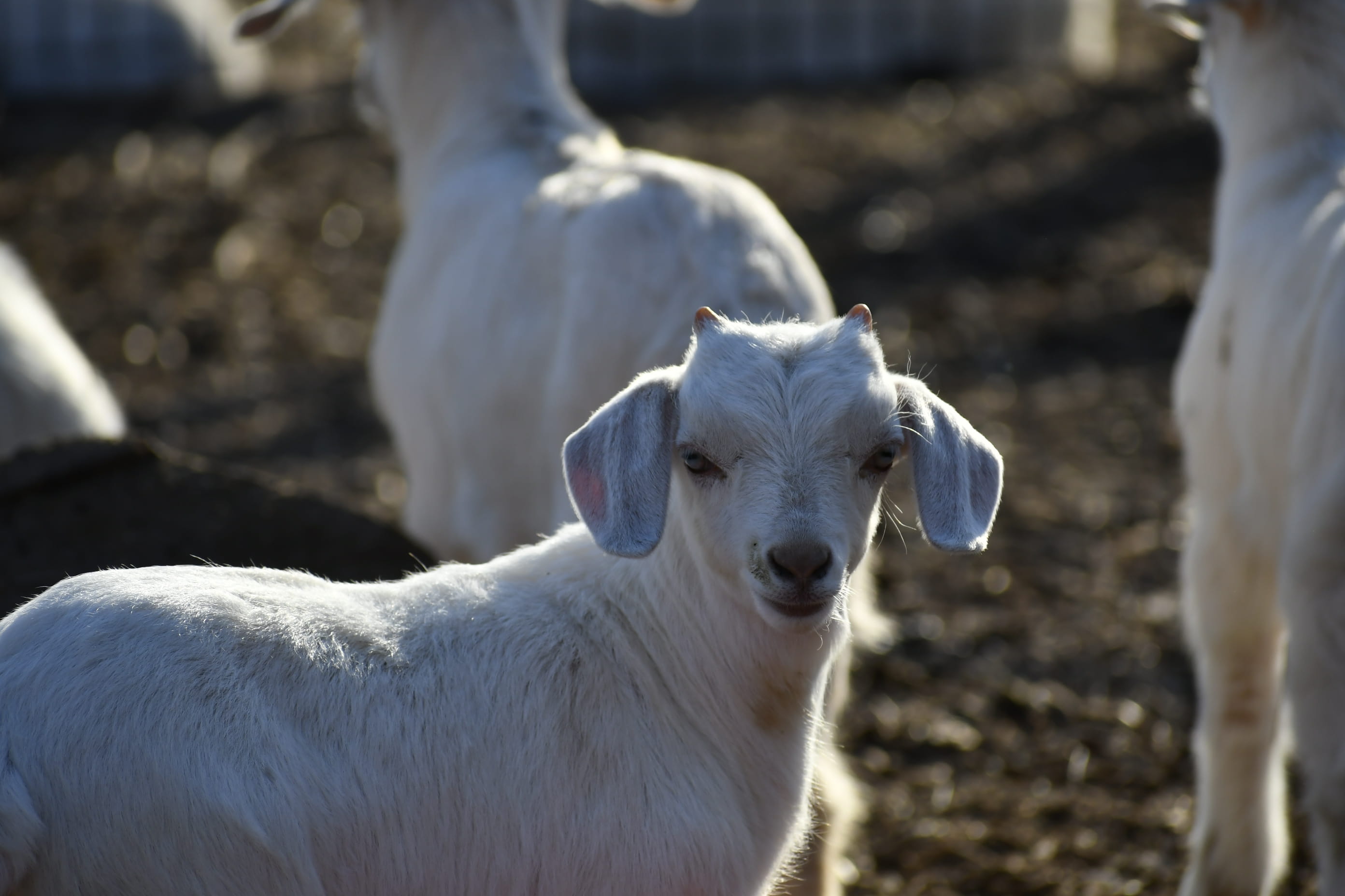 cattle, pets, nature, vertebrate, kid goat, domestic animals, bird, wildlife, person, animal, two animals, outdoors, domestic, animal themes, spring, dog, HD Wallpaper