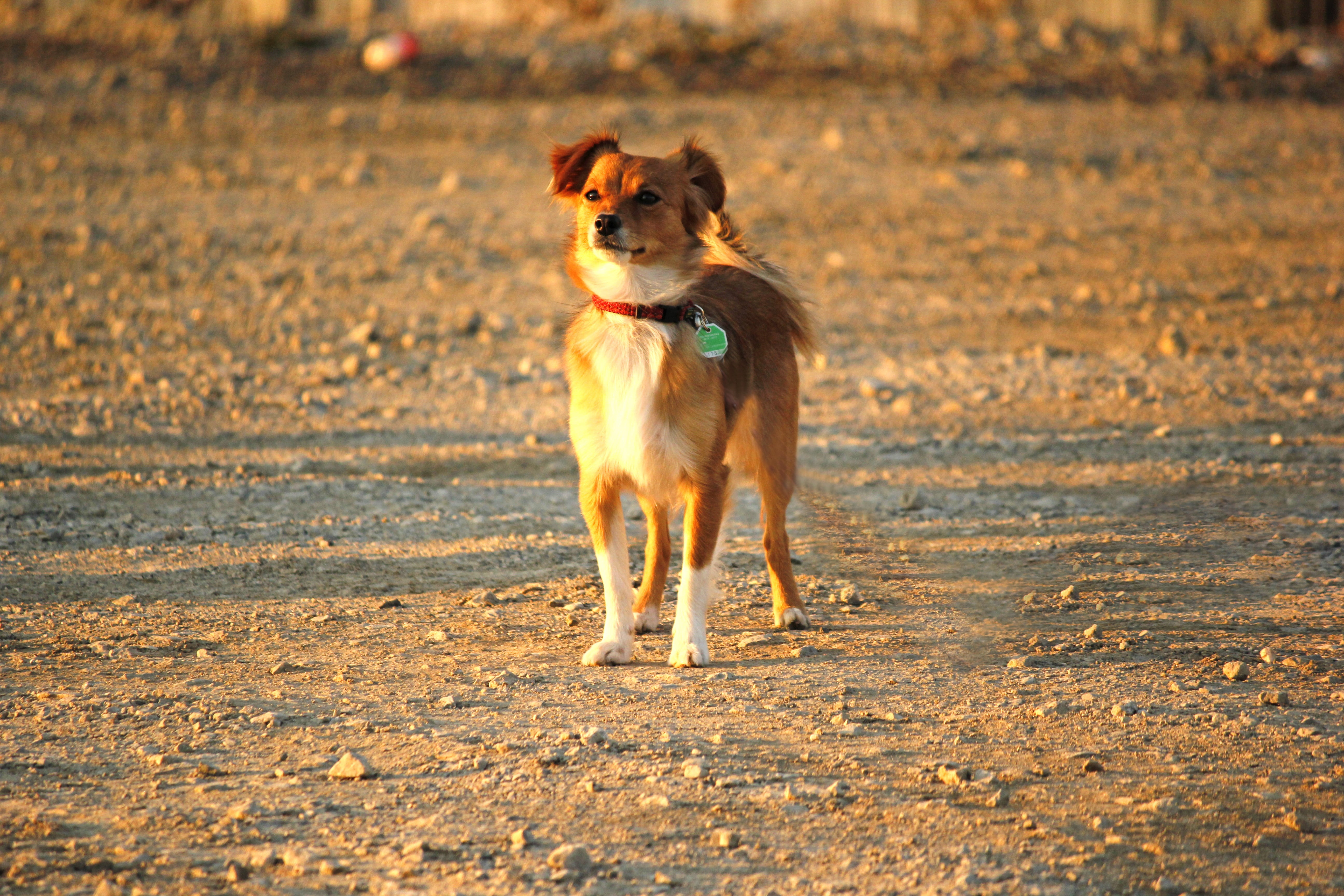 mammal, shelti, dog, outdoors, cute, on the move, looking, pet, running, nature, no people, 5K, domestic, one animal, pets, motion, dog training, looking away, HD Wallpaper