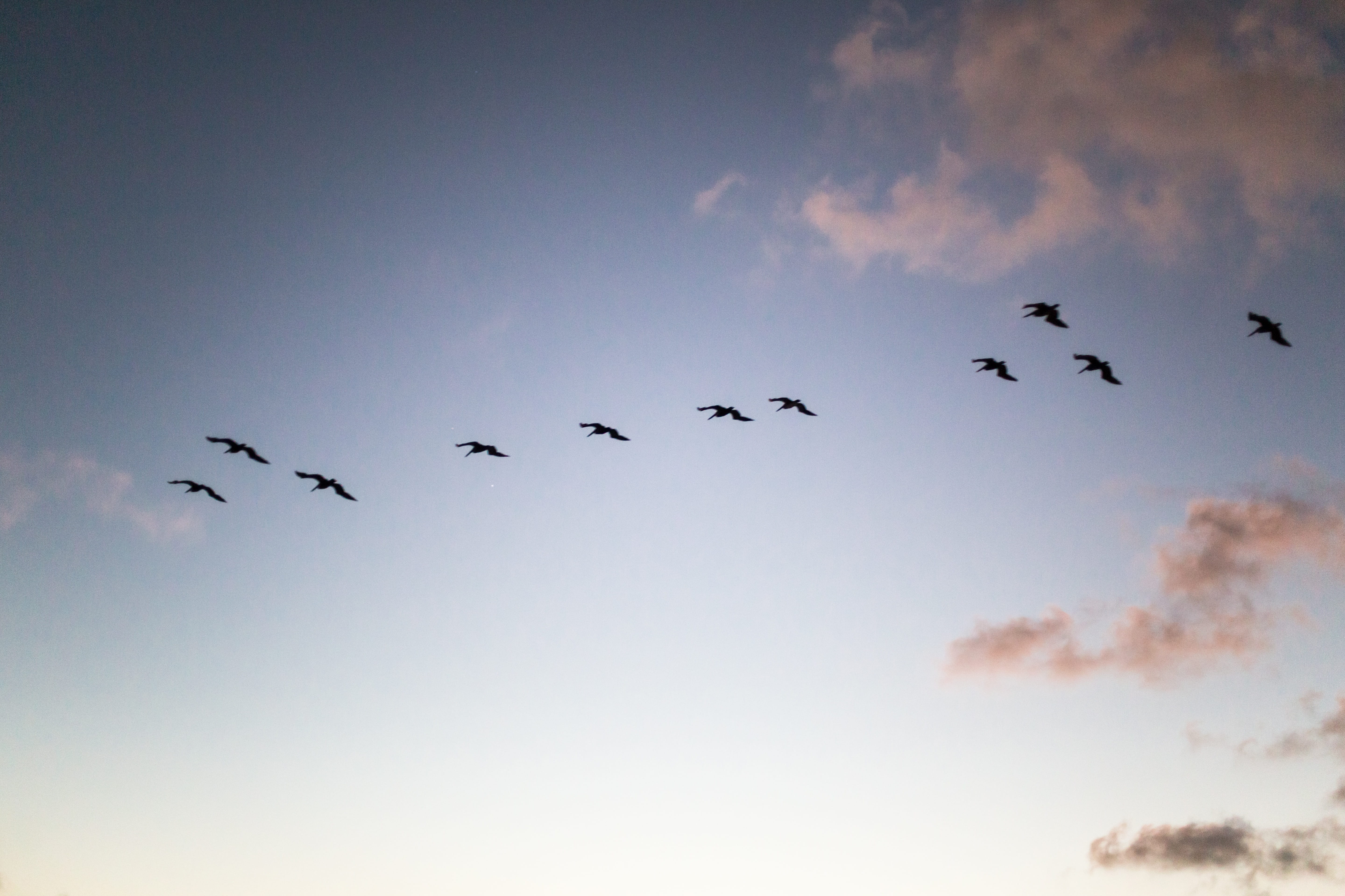 group of animals, freedom, motion, blackbird, vertebrate, architecture, no people, bird, crow, flock of birds, steeple, low angle view, animal, 5K, nature, HD Wallpaper