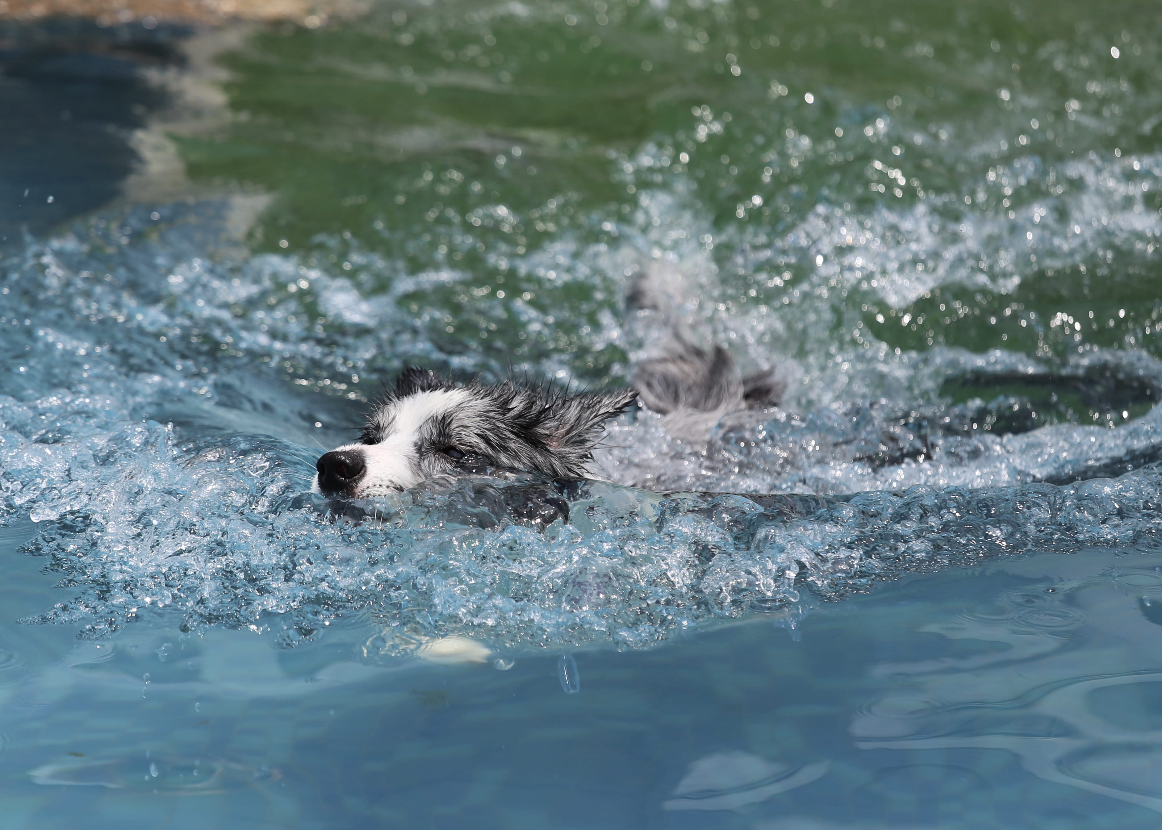 animal head, vegetation, domestic animals, collie, body, 2K, water, animal, dog, swimming, domestic, one animal, sports, sea, otter, wildlife, pet, pets, HD Wallpaper