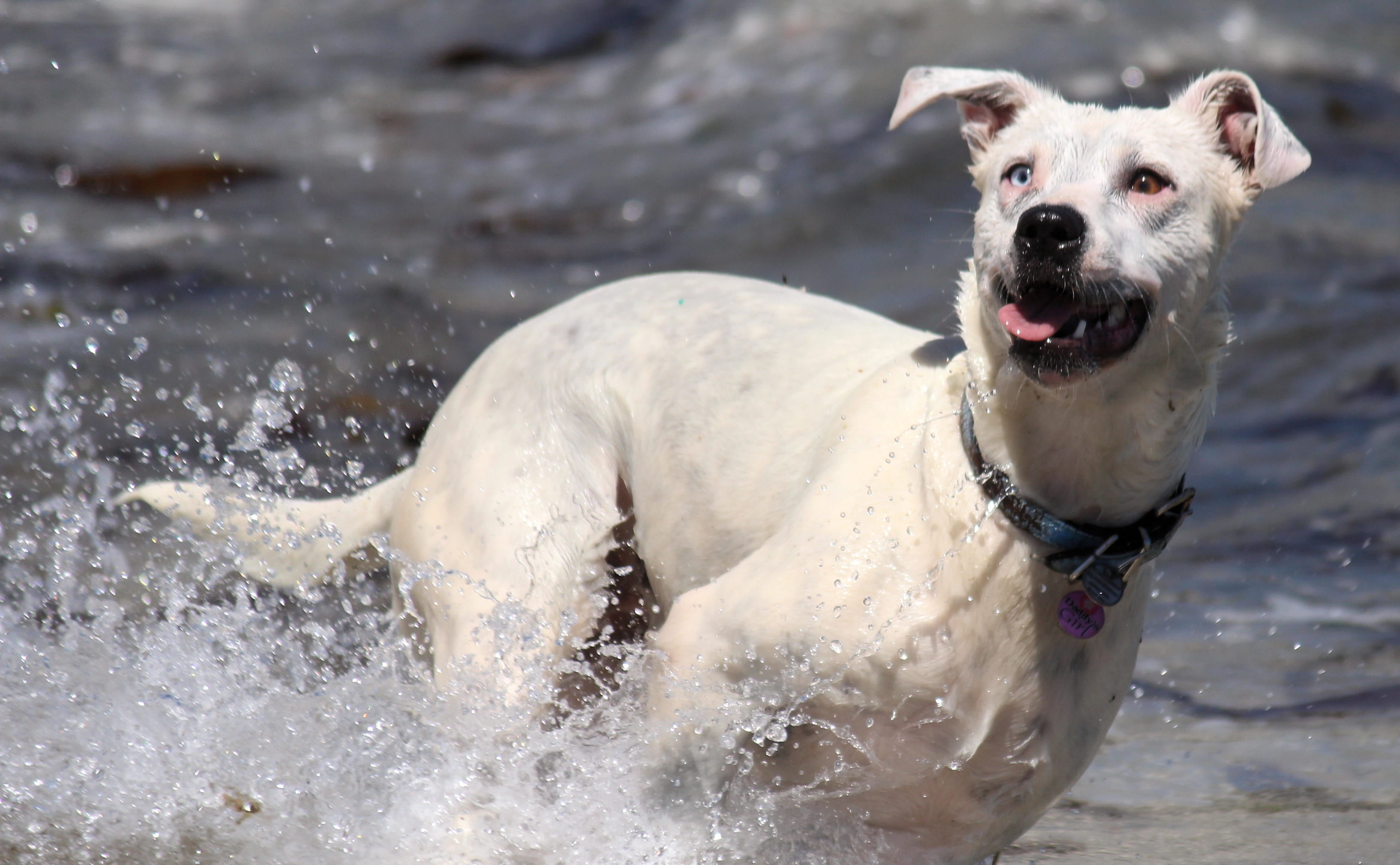 beach, animal mouth, jump, pets, white, cooling, portrait, splash, canine, one animal, animal, inject, domestic, ocean, 2K, body, Fun, adult, sand, water dog, HD Wallpaper