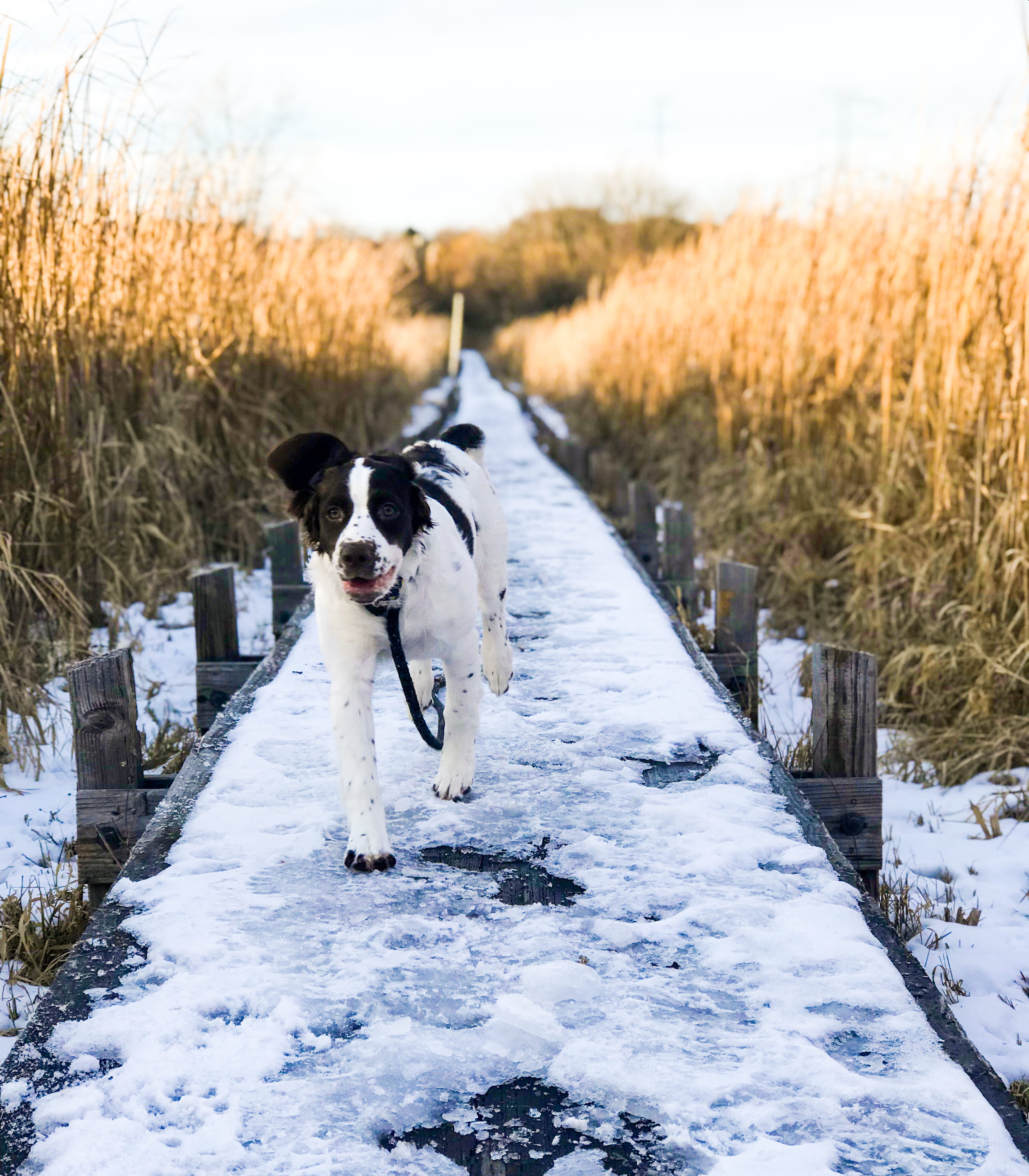 2K, dog, covered, vertebrate, path, border collie, ditch, building, animal, day, one animal, animal themes, cold temperature, trail, plant, domestic animals, Phone HD Wallpaper