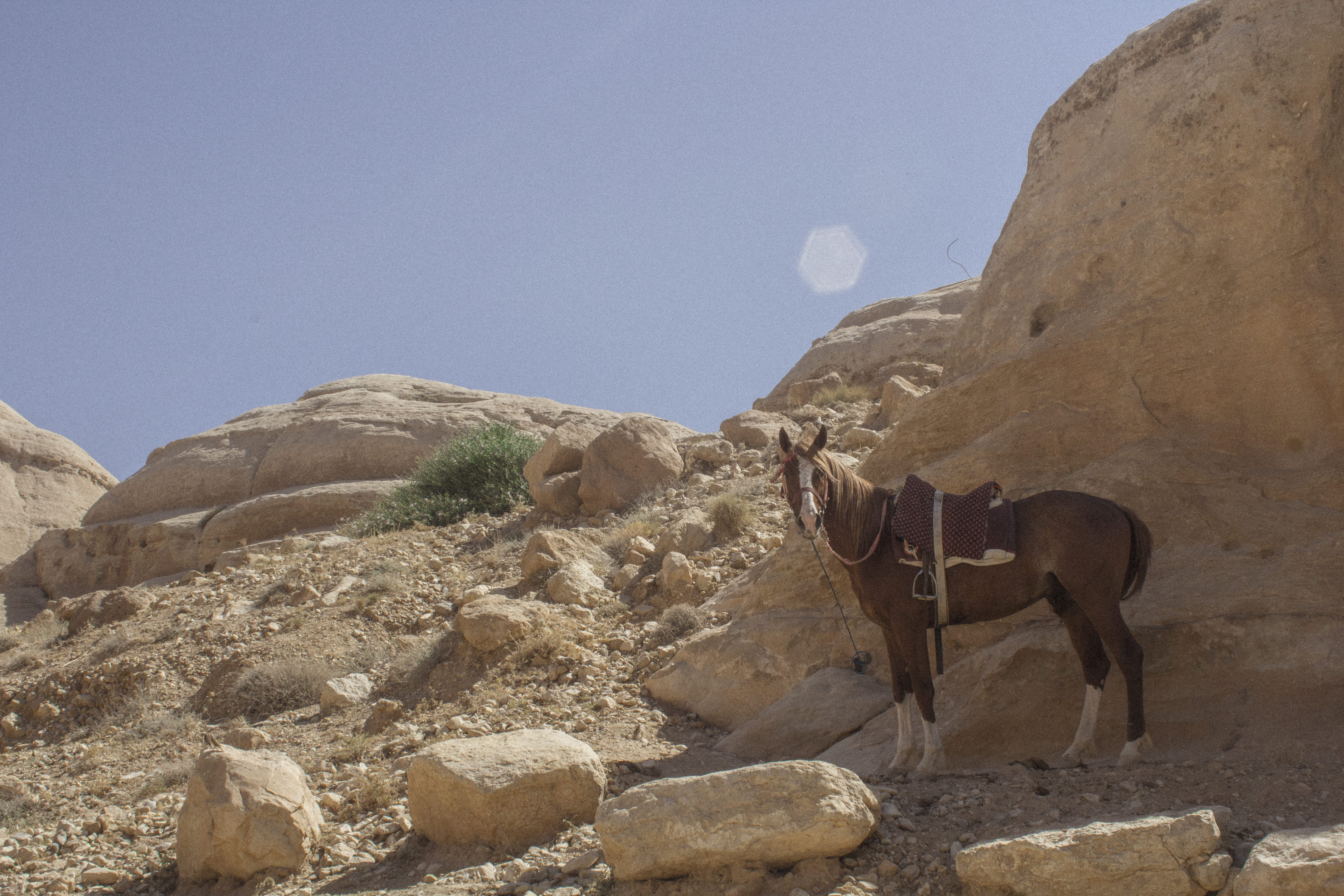 one animal, horse, mammal, outdoors, animal themes, herbivorous, mountain, wadi musa, livestock, day, pets, 5K, vertebrate, rock - object, animal, rock, HD Wallpaper