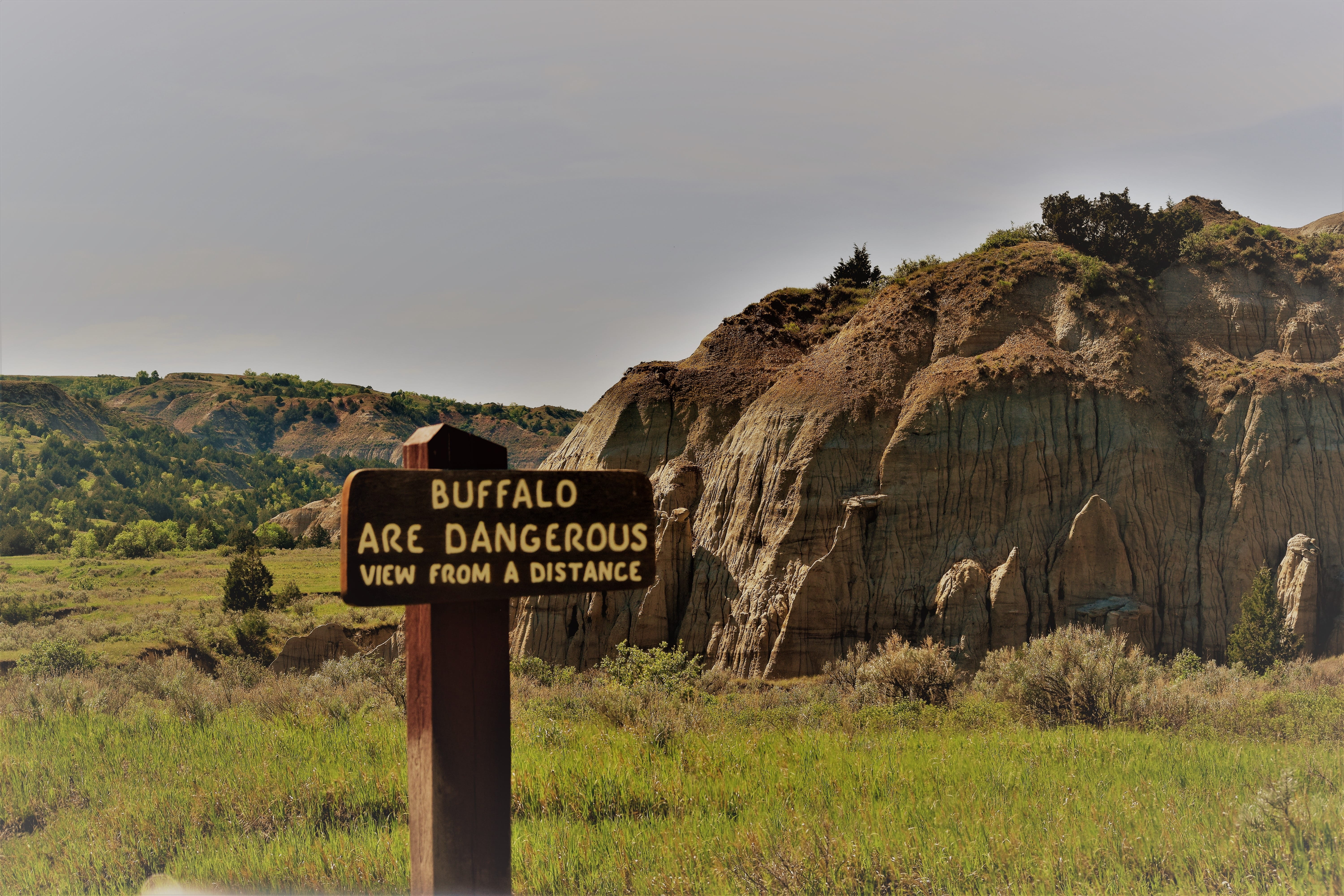 scenics - nature, plant, buffalo, day, mountain, nature, beauty in nature, information, guidance, grass, danger, sign, north dakota, non-urban scene, environment, HD Wallpaper