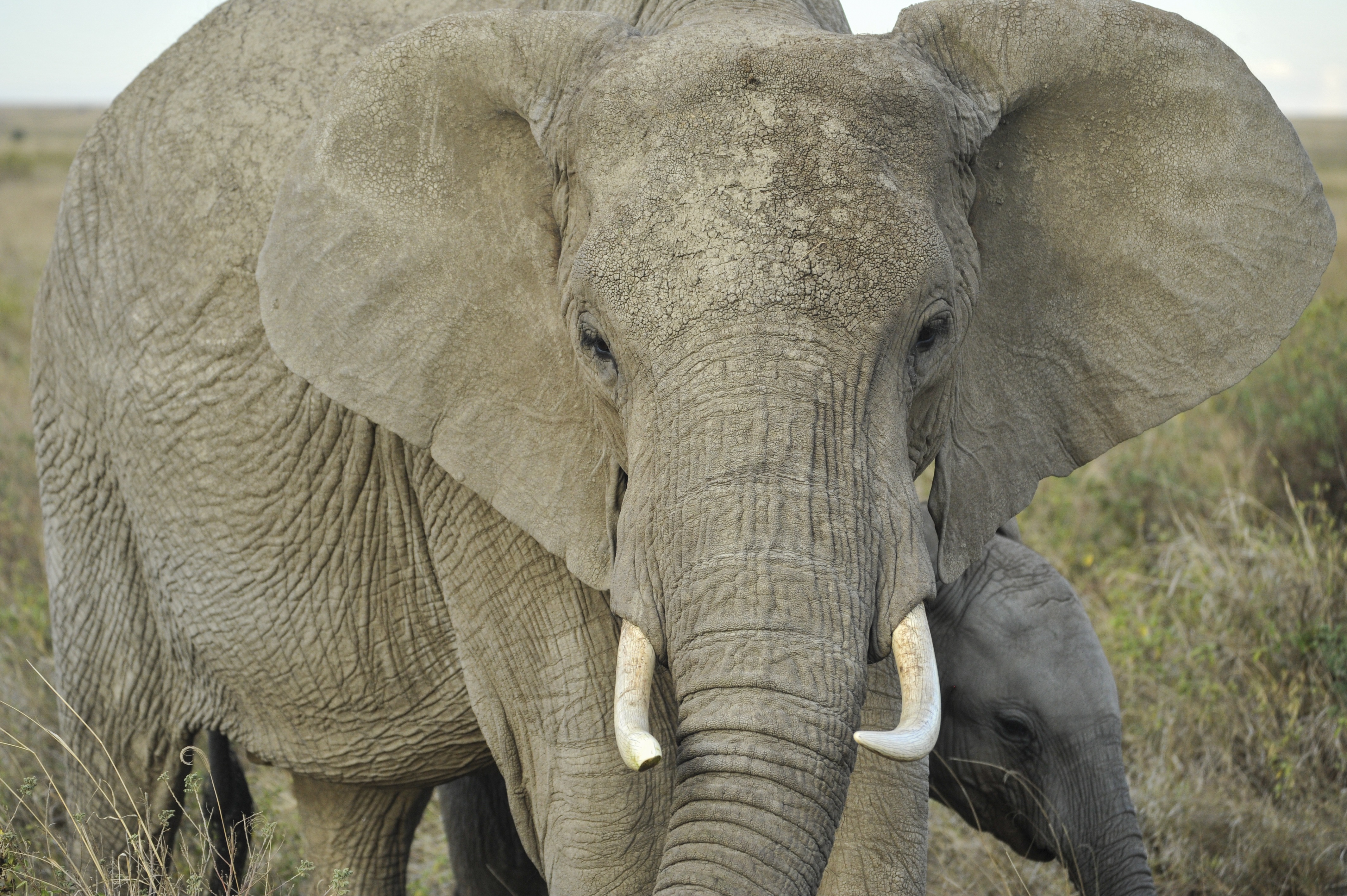 tanzania, animal head, gray, day, tusk, serengeti, head, outdoors, tusks, animal trunk, one animal, animal themes, animals in the wild, animal, looking at camera, HD Wallpaper