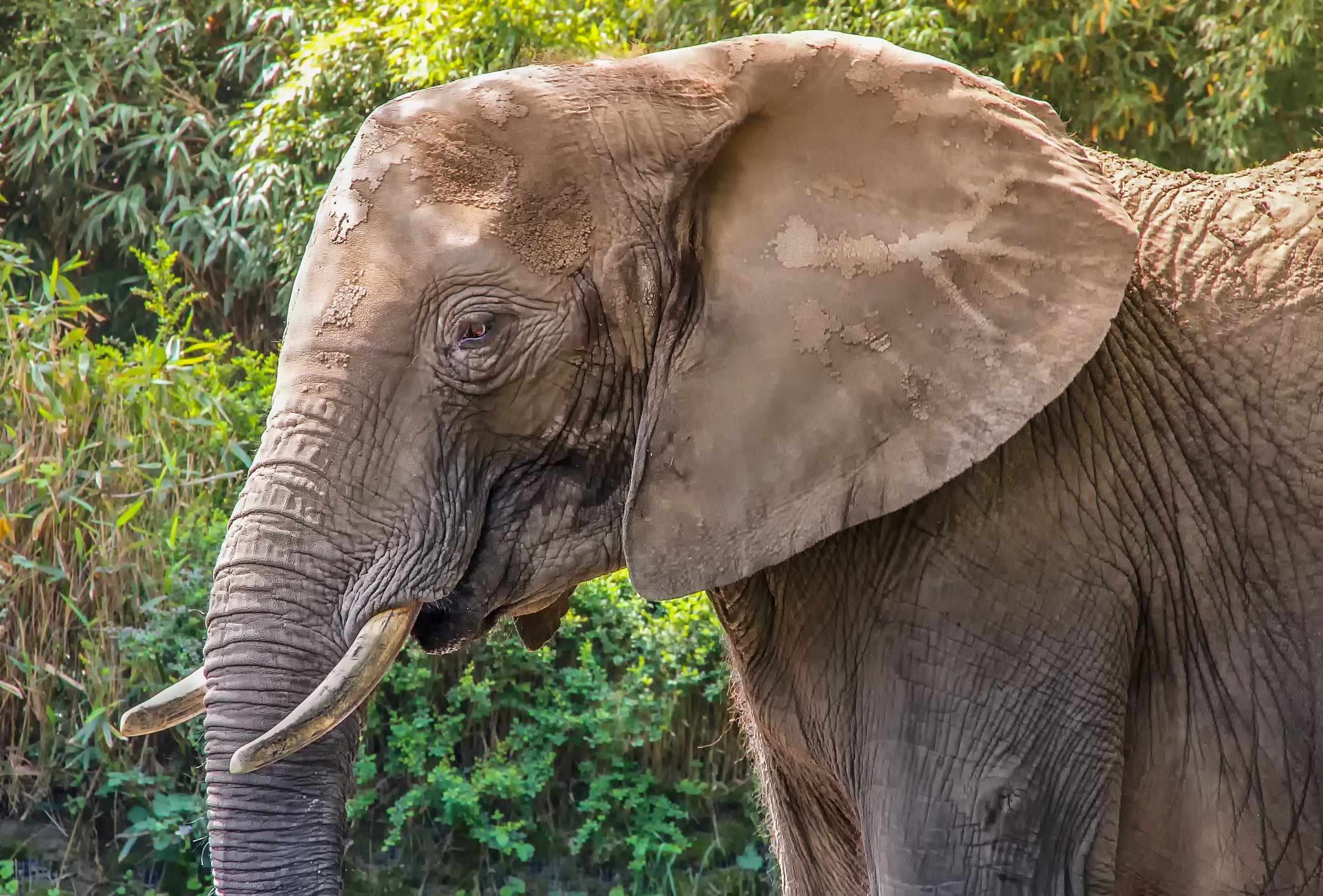 herbivorous, elephant boy, no people, day, zoo, animal trunk, nature, safari, animal world, tree, proboscis, tusk, near, outdoors, vertebrate, animal wildlife, HD Wallpaper