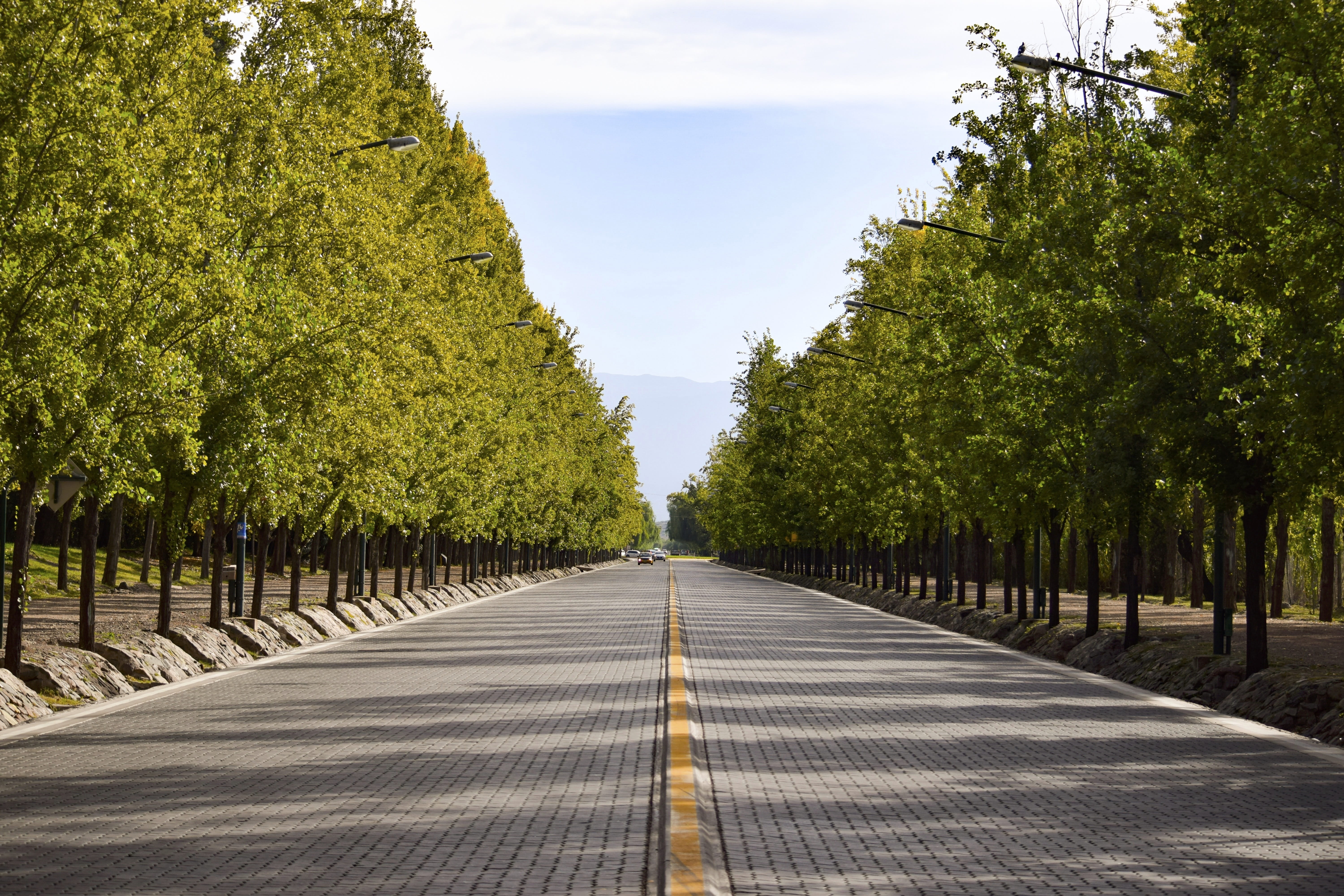 long, outdoors, diminishing perspective, avenues, dividing line, mountain, trees, avenue, autumn, 5K, mendoza, road marking, asphalt, symbol, no people, HD Wallpaper