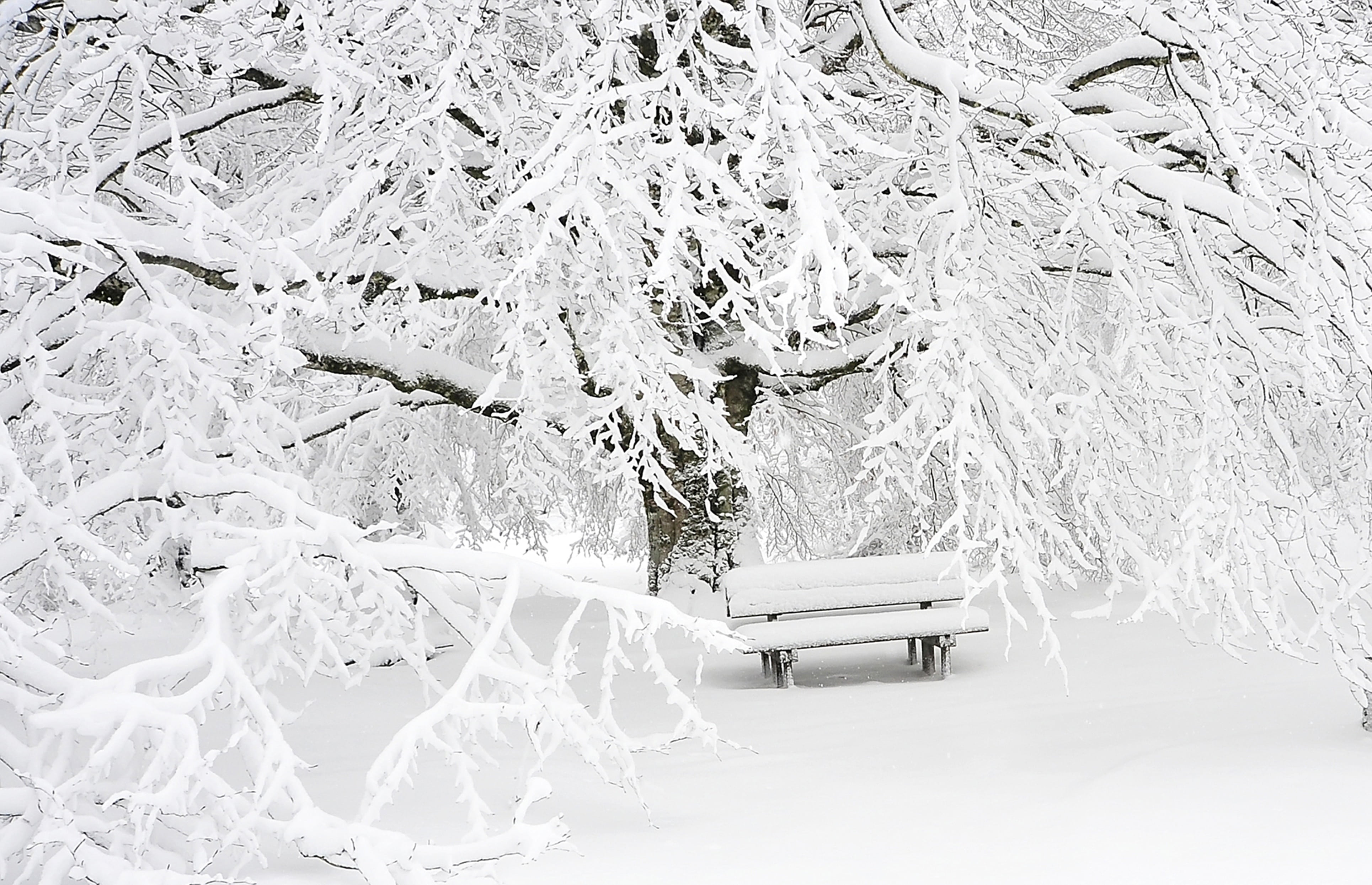 cold, rest, no people, frozen, walk, weather, blizzard, deep snow, extreme weather, mountain sports, plant, landscape, forest, covered, fog, bench, winter, HD Wallpaper