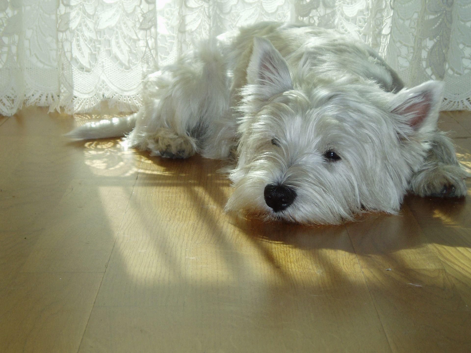 white, west, 1080P, terrier, highl, cute, animals, HD Wallpaper