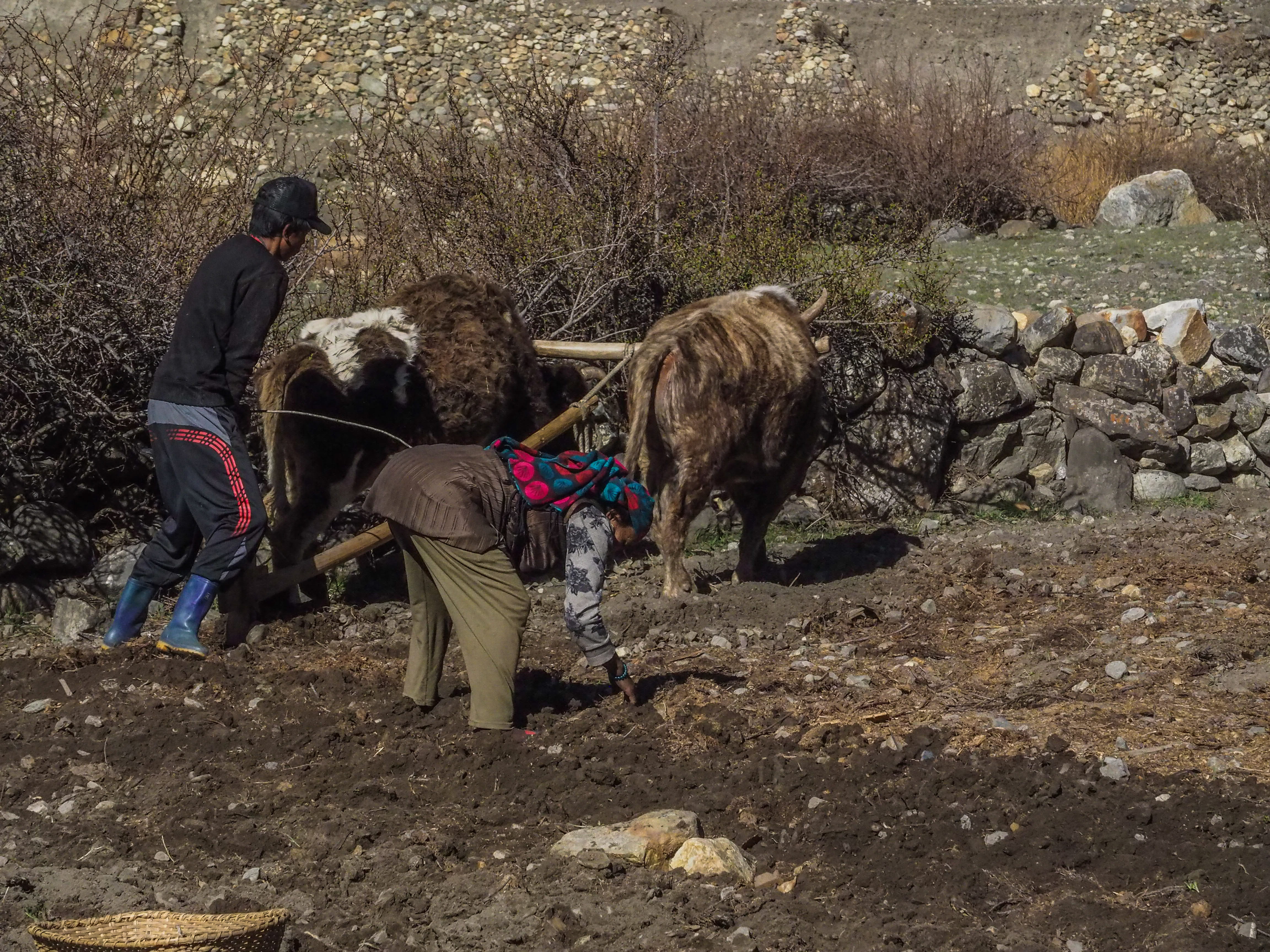 archaeology, soil, ground, ox, cow, farmer, rural, tree, animal, livestock, plowing the fields, horse, herbivorous, nature, 4K, yak, full length, annapurna circuit, HD Wallpaper