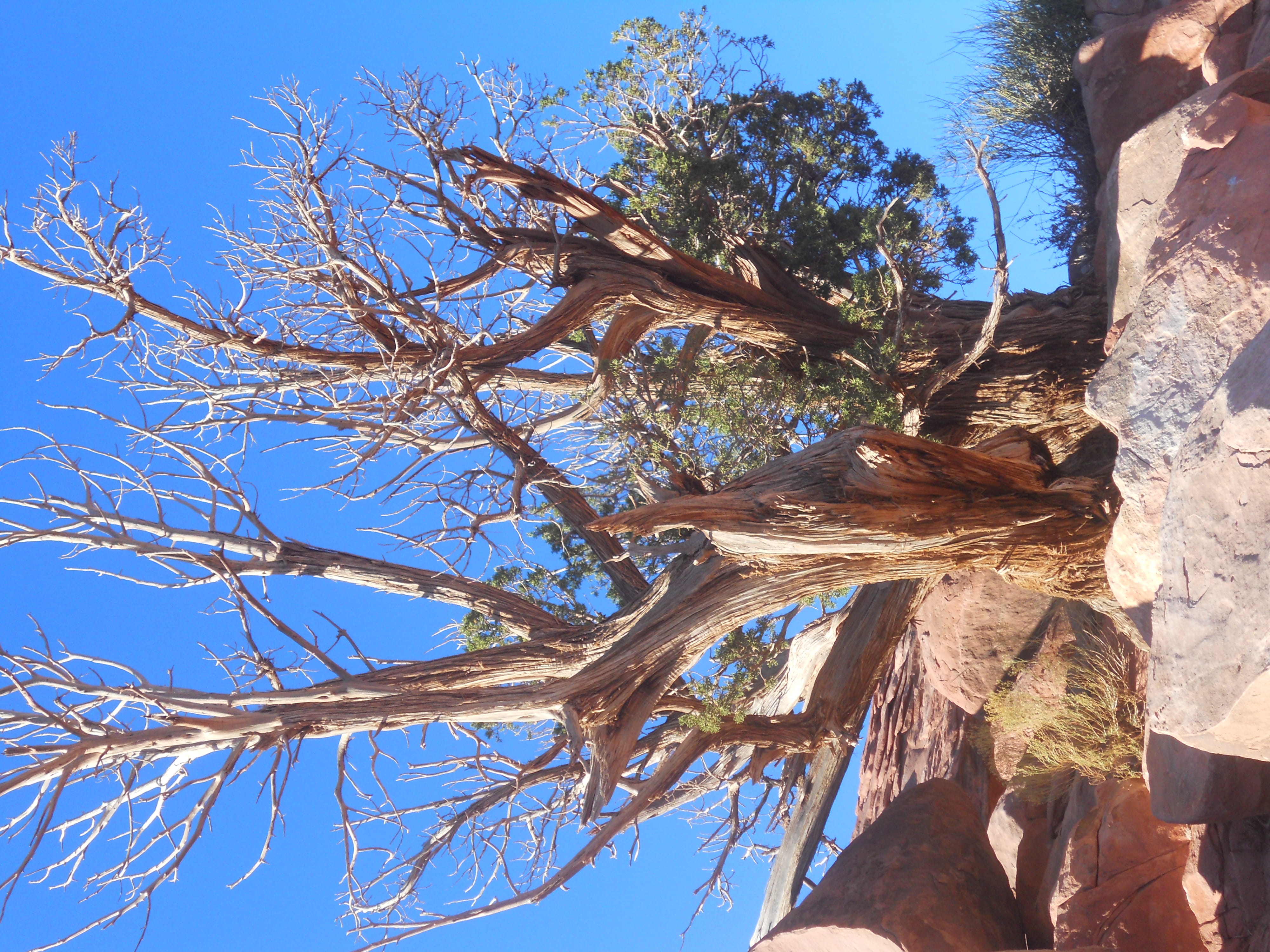 branch, tree trunk, plant, united states, blue, tree, leisure activity, sunlight, trunk, grand canyon village, 4K, bare tree, day, sky, clear sky, real people, HD Wallpaper