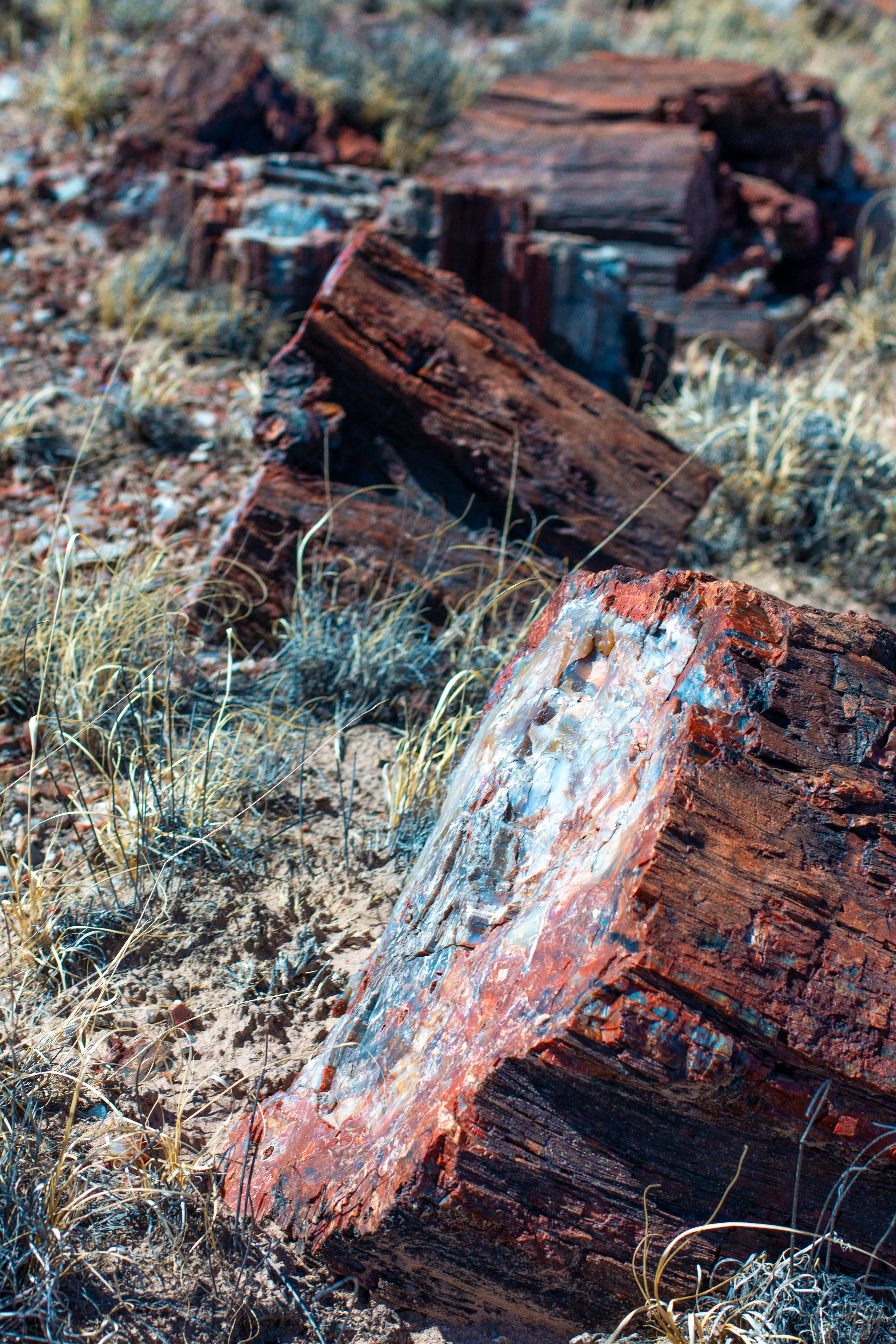 bark, timber, arizona, damaged, no people, obsolete, petrified forest national park, petrified trees, plant, day, outdoors, 5K, deterioration, close-up, Phone HD Wallpaper